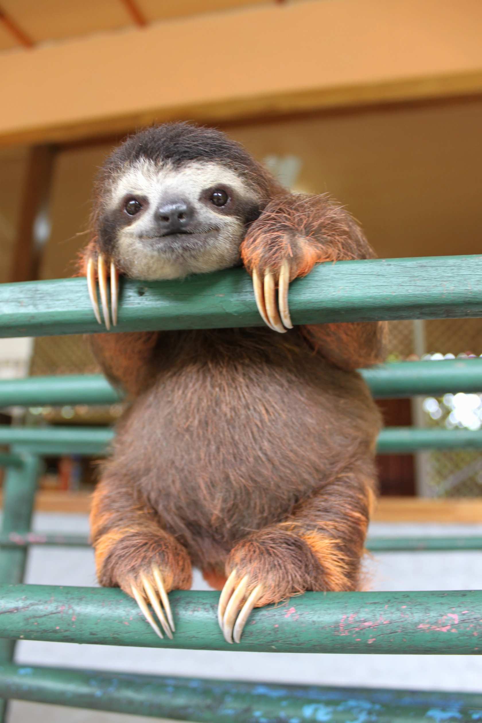 Hình nền 1680x2520 Baby Sloth