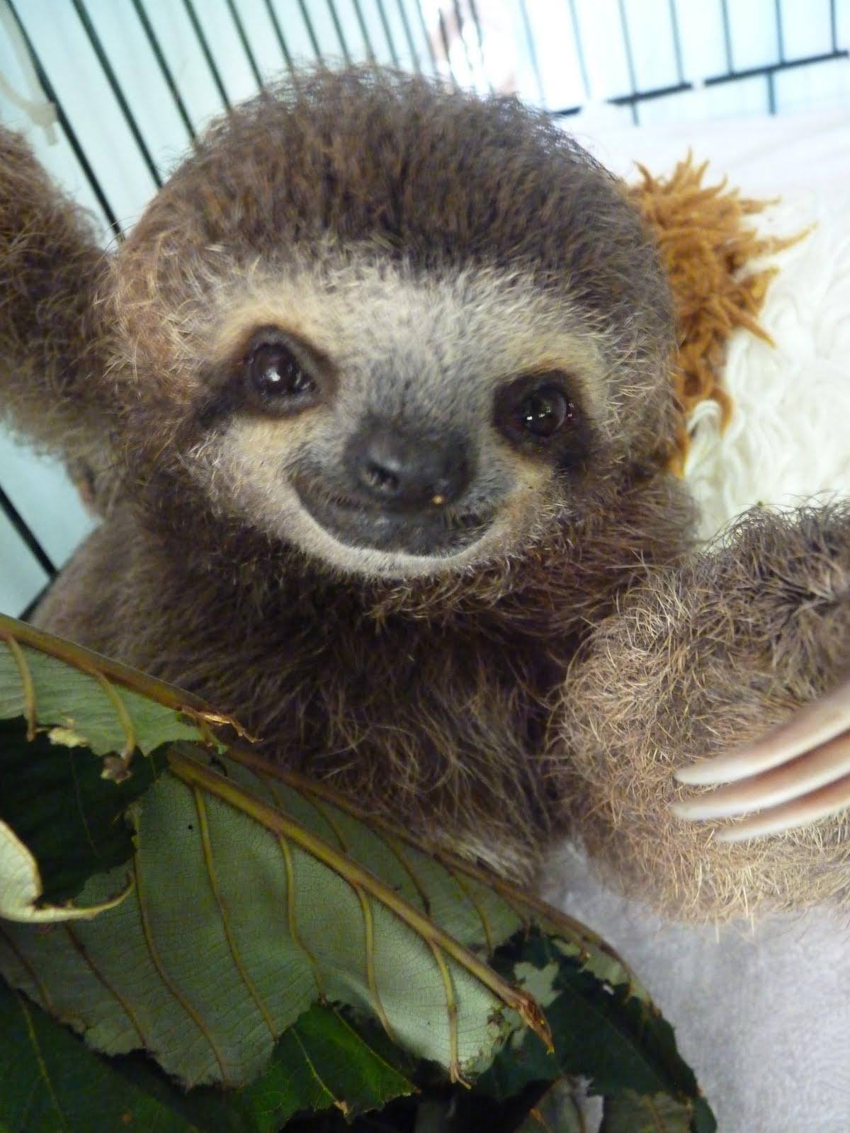 1200x1600 Baby Sloth Wallpaper