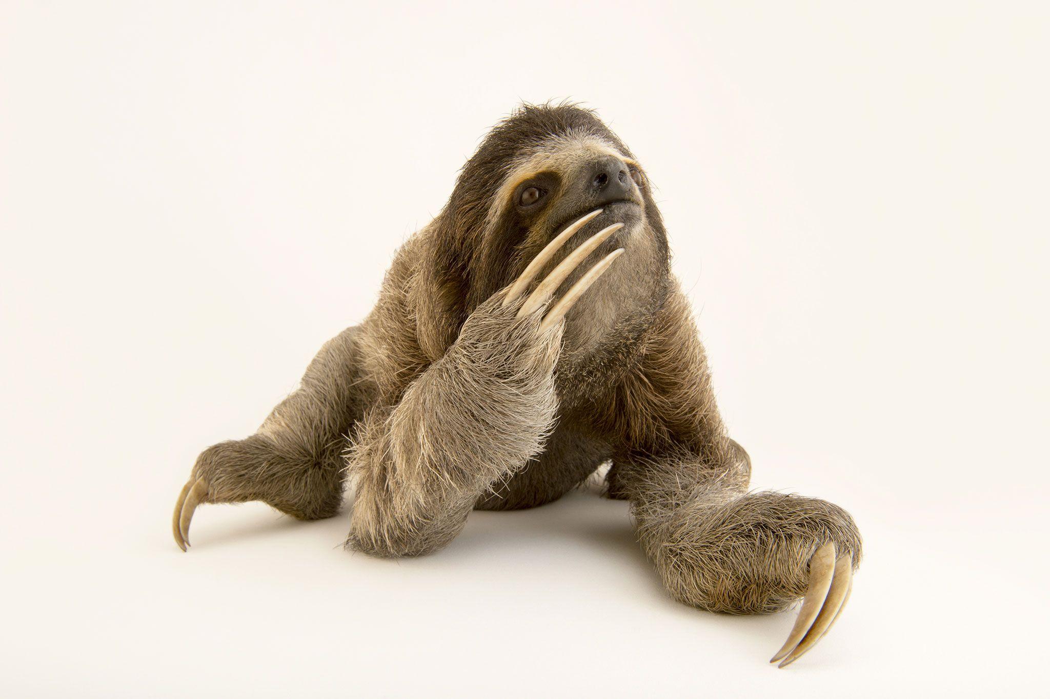 2048x1363 Three Toed Sloths