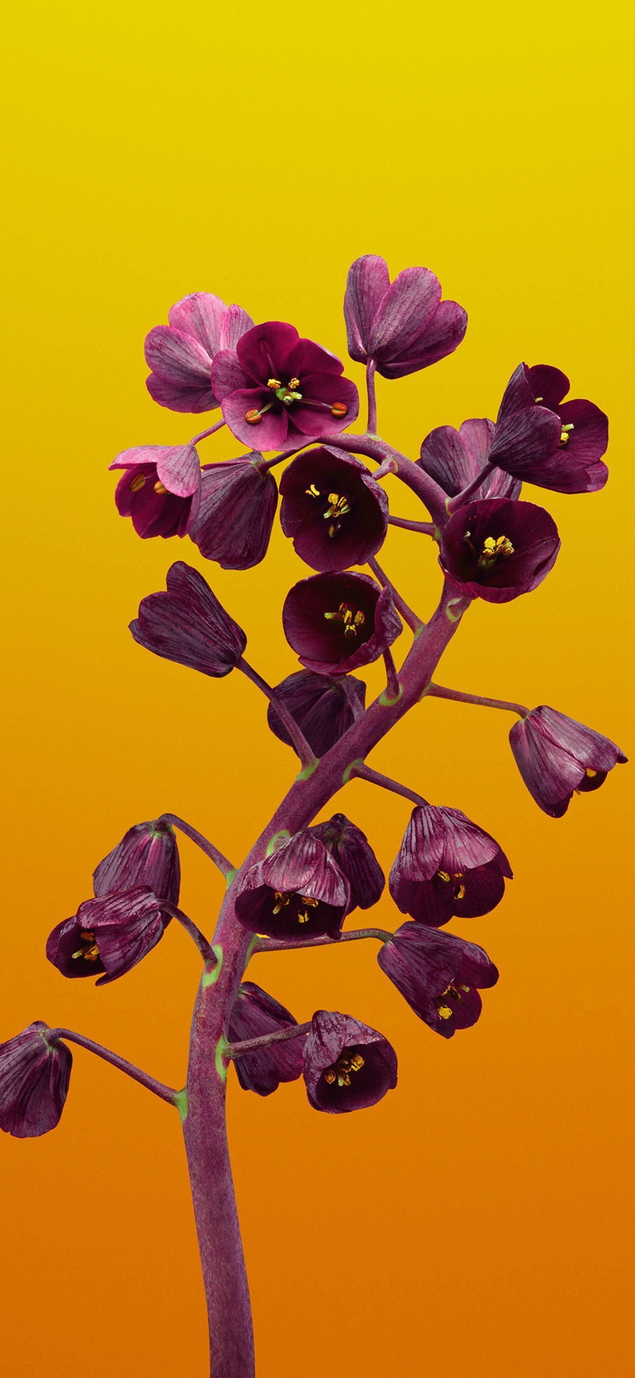 1290x2796 Flower iphone wallpaper, Space iphone