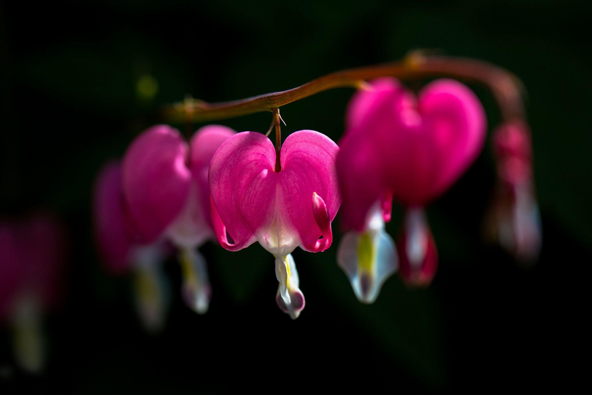 2048x1365 Bleeding Heart Background. Bleeding Out Imagine Dragons Wallpaper, Bleeding Sharingan Wallpaper and Bleeding Wallpaper