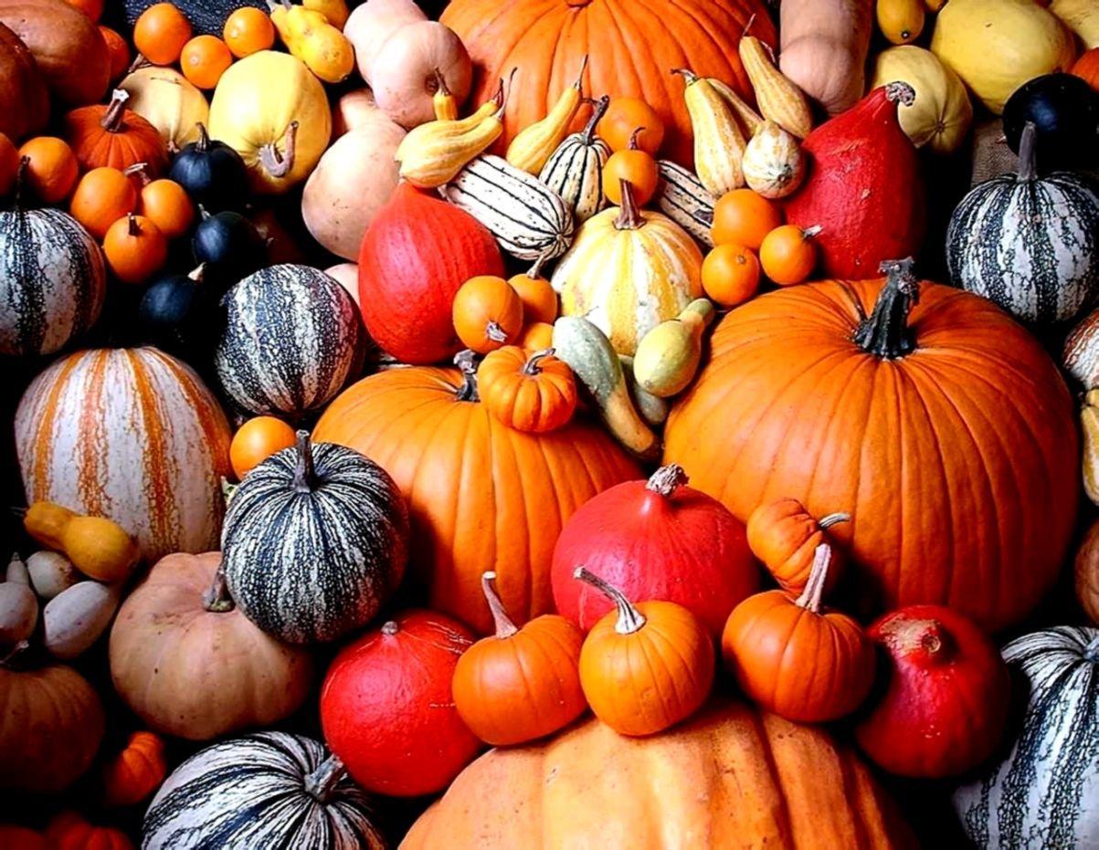 1203x931 Pumpkins Wallpaper
