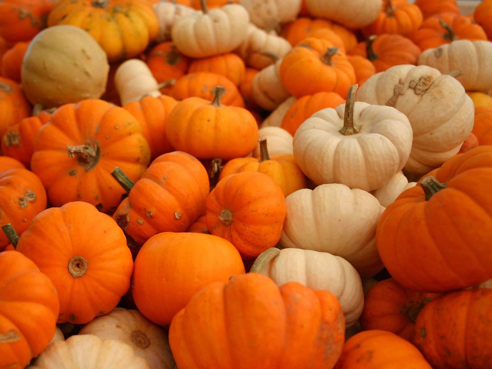 1600x1200 pumpkin desktop wallpaper