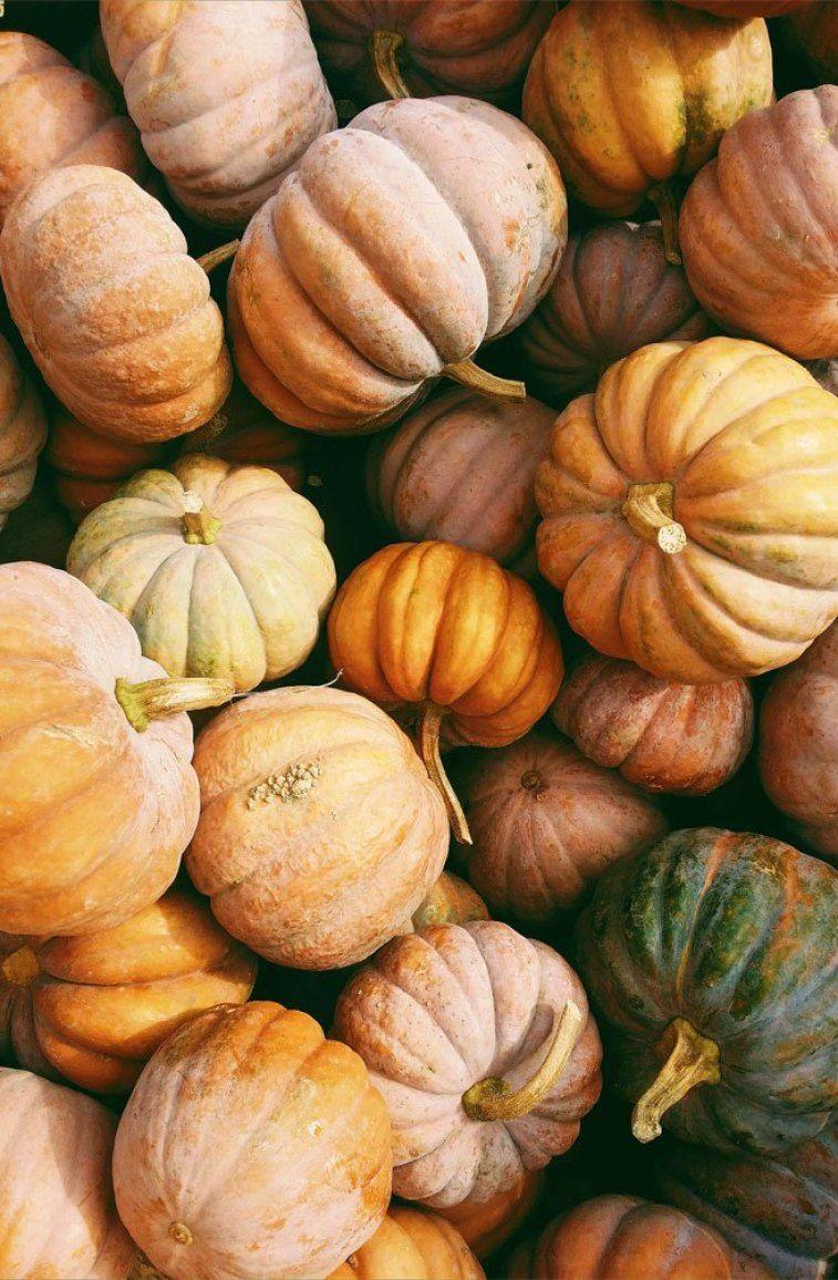 757x1156 The perfect different size pumpkins Wallpaper