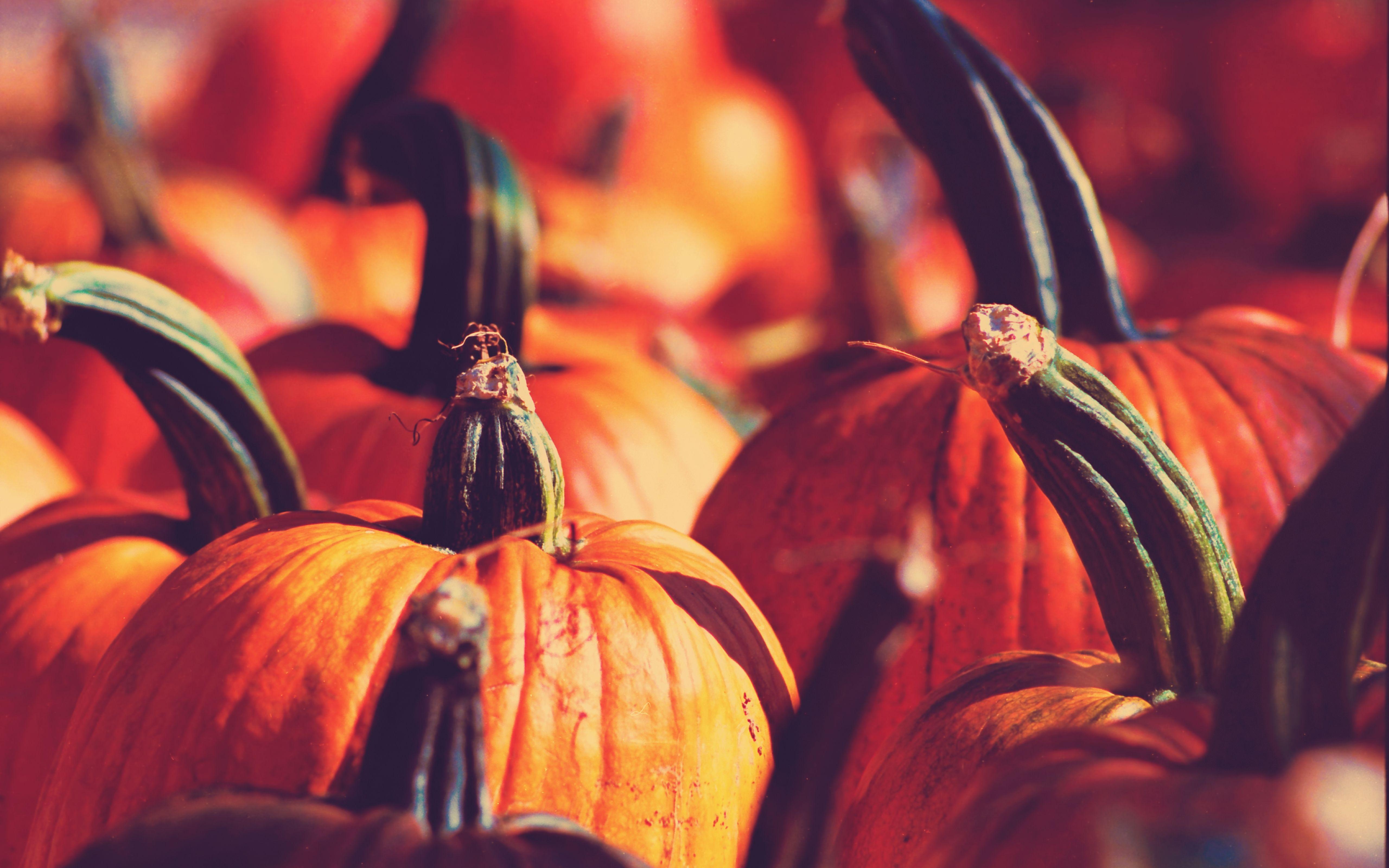 5120x3200 Giant Fall Pumpkins Widescreen Wallpaper. Wide