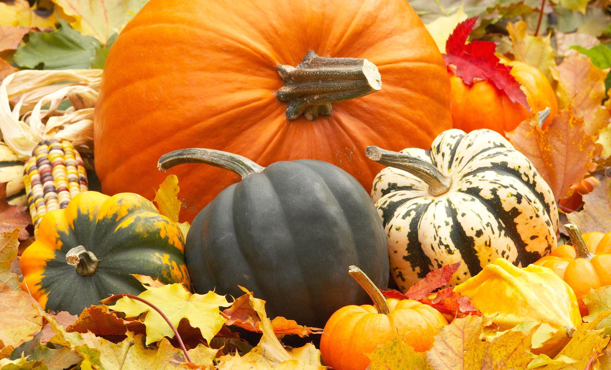 2048x1242 Px 21 Pumpkins Wallpaper For Desktop