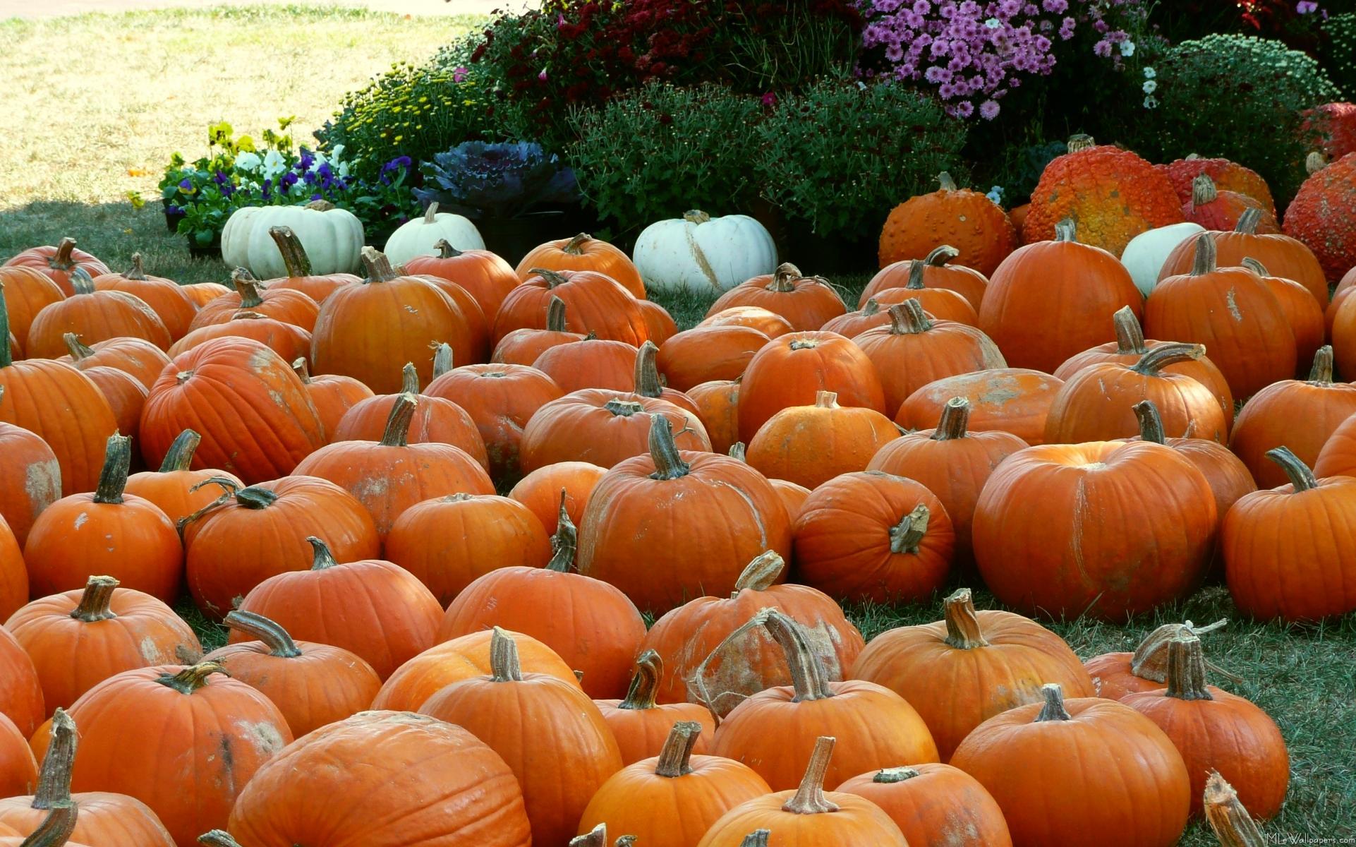 1922x1200 Pumpkins wallpaper for desktop Gallery