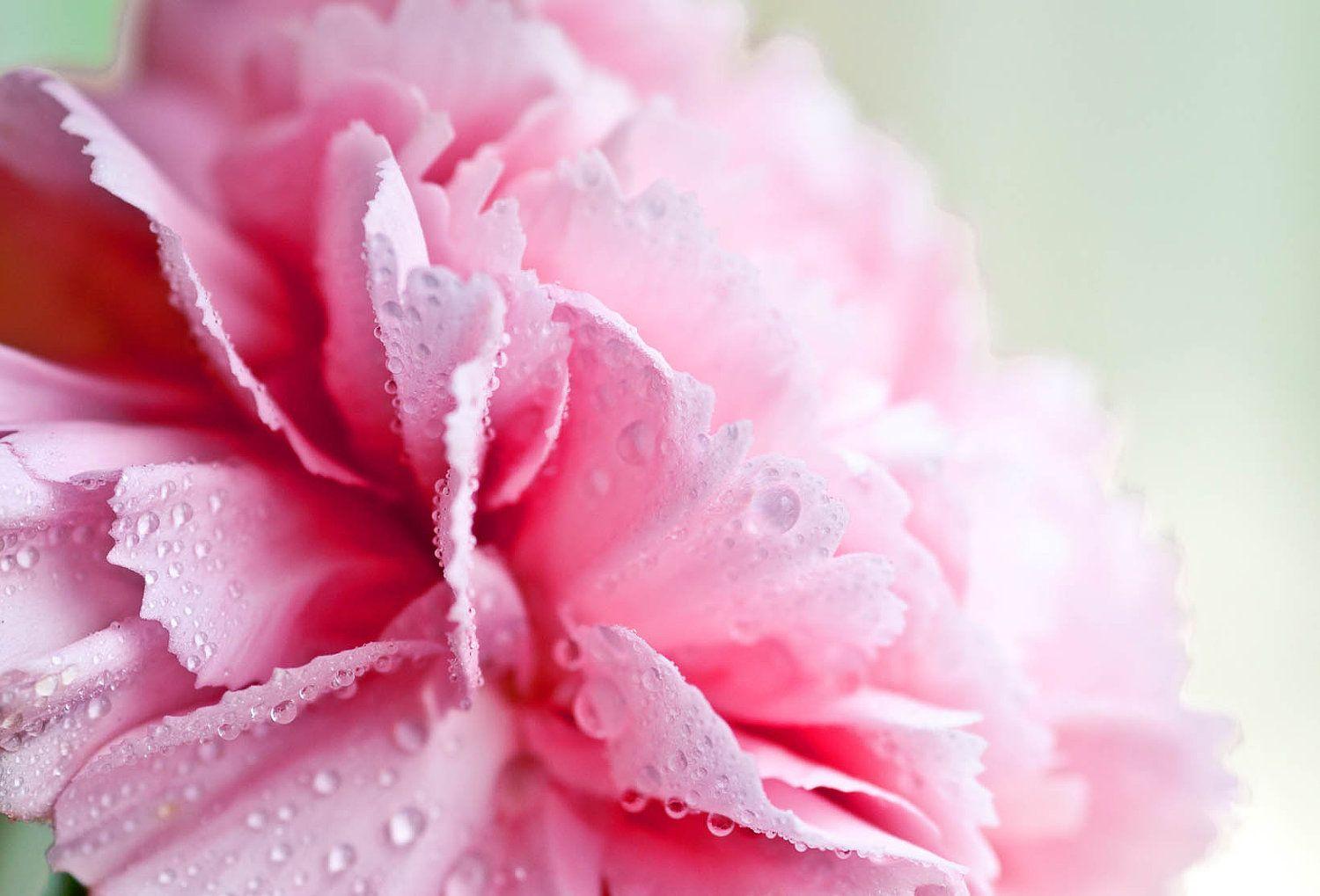 1500x1019 Girly Desktop Background