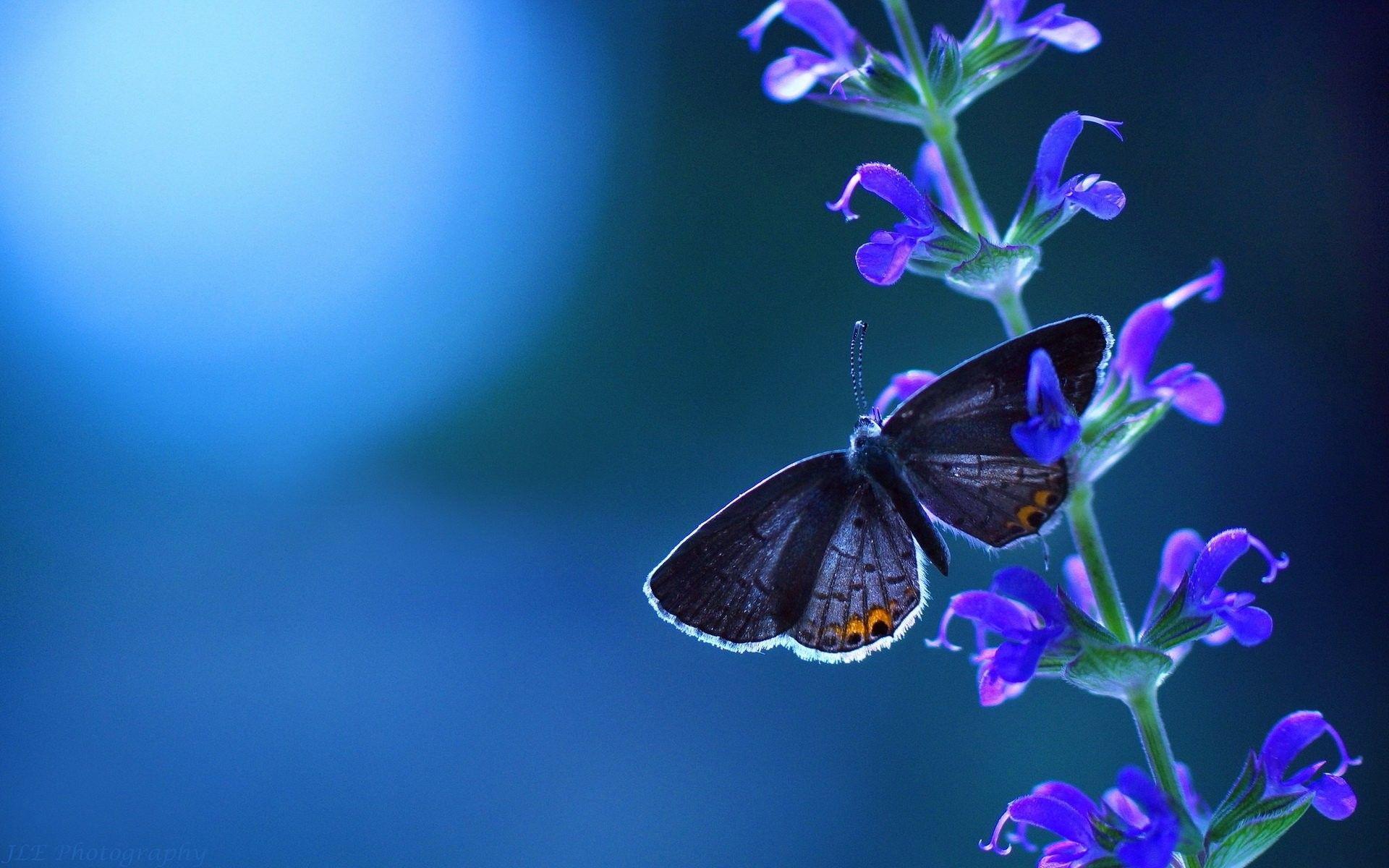 Blue Butterfly Desktop Wallpapers Top Free Blue Butterfly Desktop Backgrounds WallpaperAccess