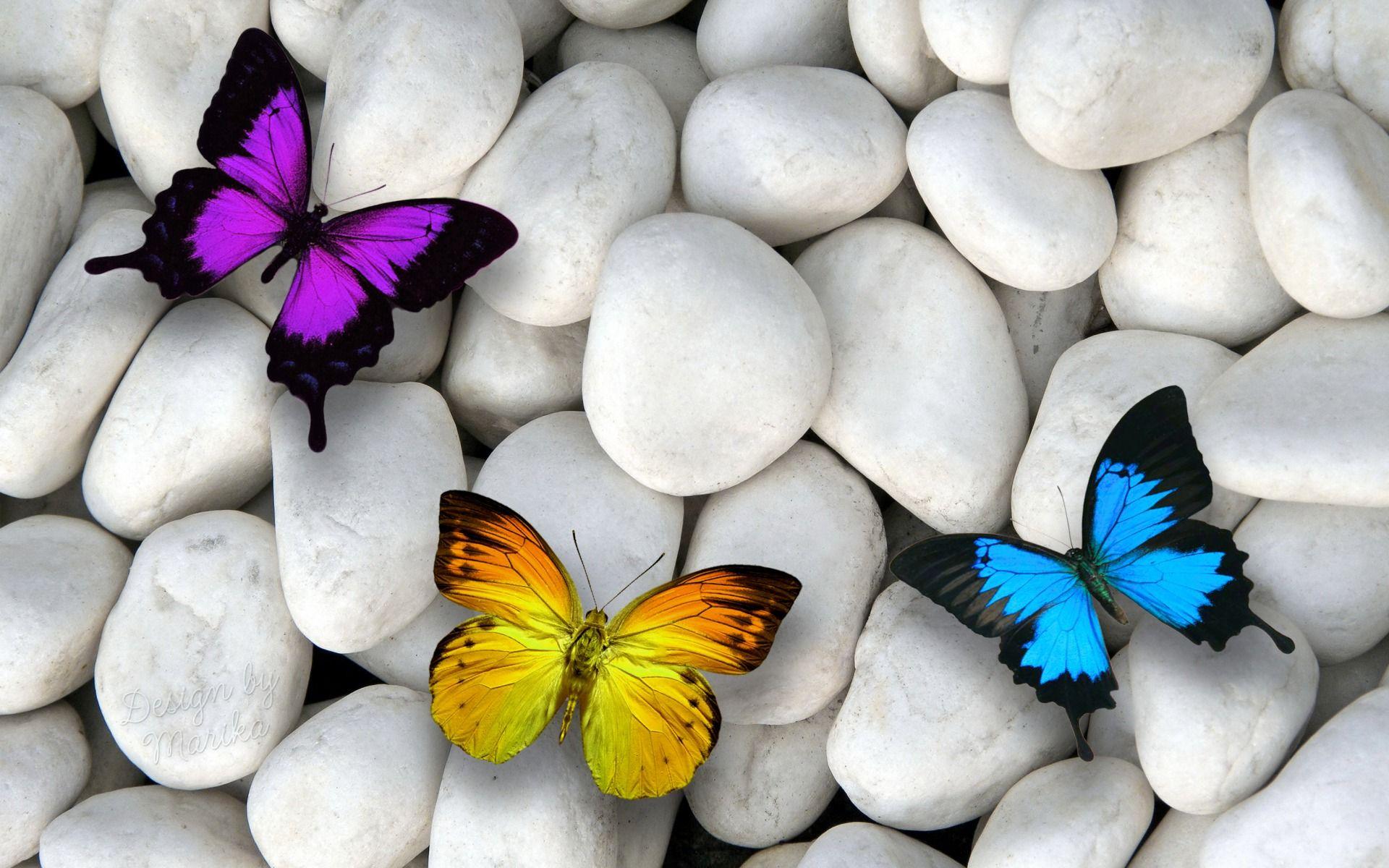 1920x1200 Purple Yellow & Blue Butterfly desktop PC and Mac wallpaper