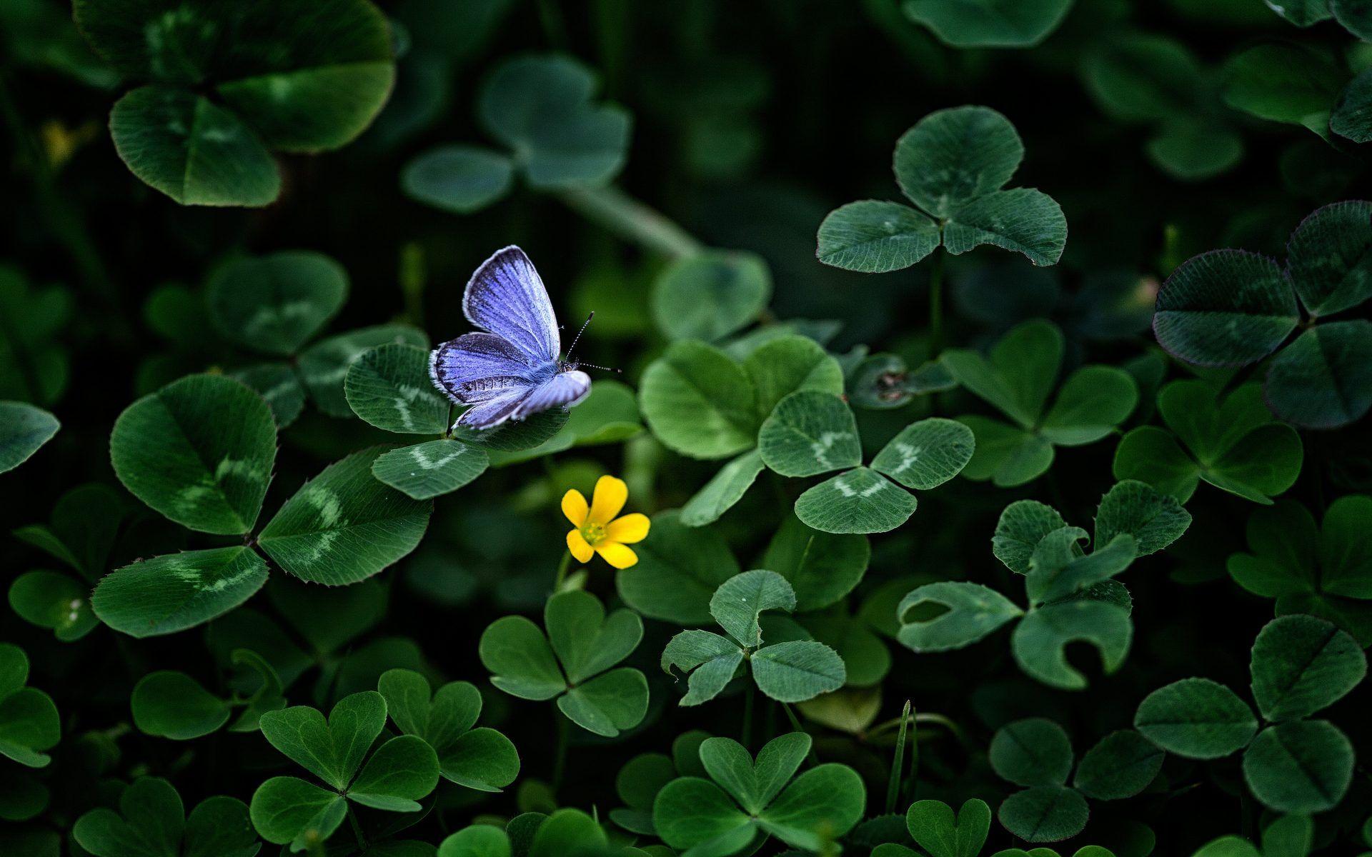 1920x1200 Blue Butterfly Wallpaper Macro Green Clover HD Wallpaper