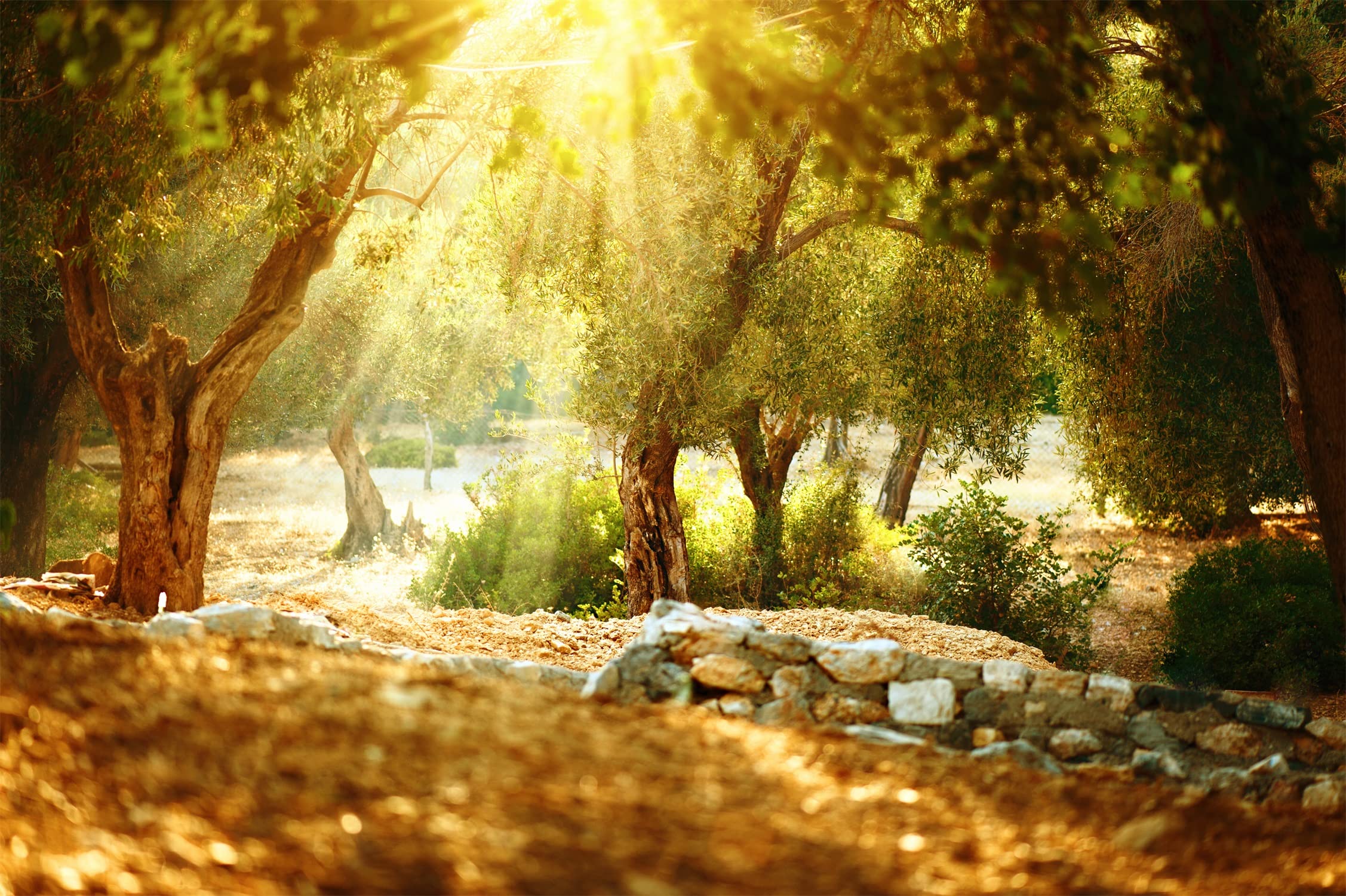 2254x1500 Amazon.com : BELECO 8x6ft Olive Garden Backdrop Olive Orchard Sunshine Wonderland Natural Scenery Photo Studio Props