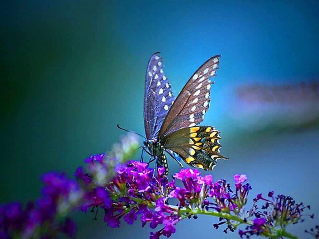 1024x768 Butterfly Desktop Background