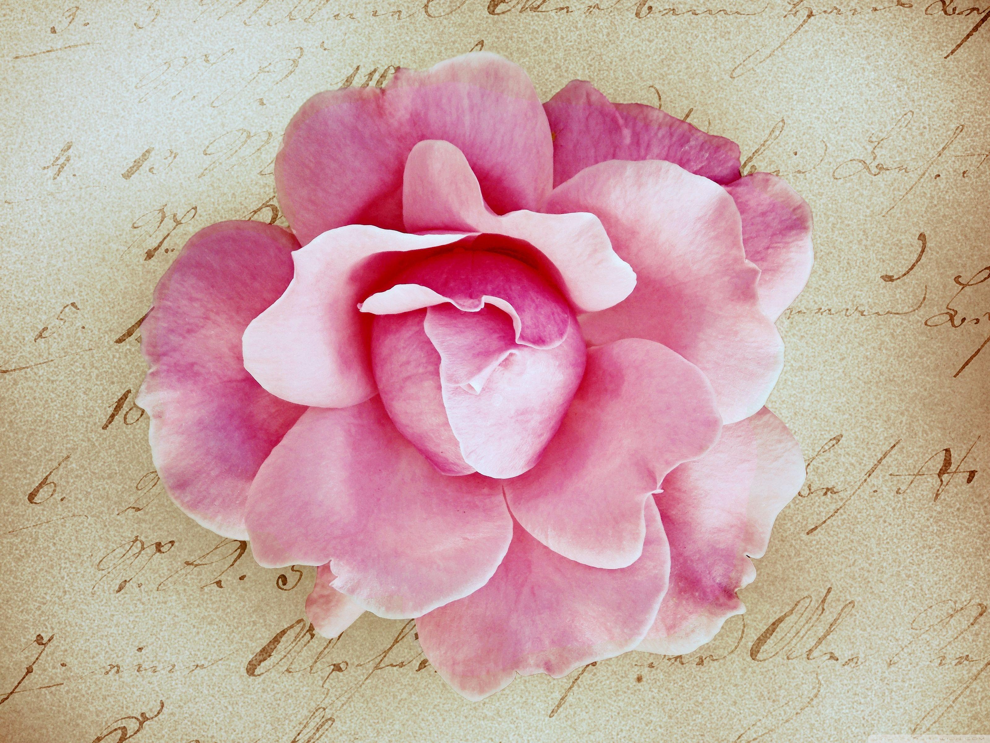 3200x2400 Pink Rose Vintage ❤ Hình nền máy tính để bàn HD 4K cho TV Ultra HD 4K https://wallpaperaccess.com/full/120751.jpg