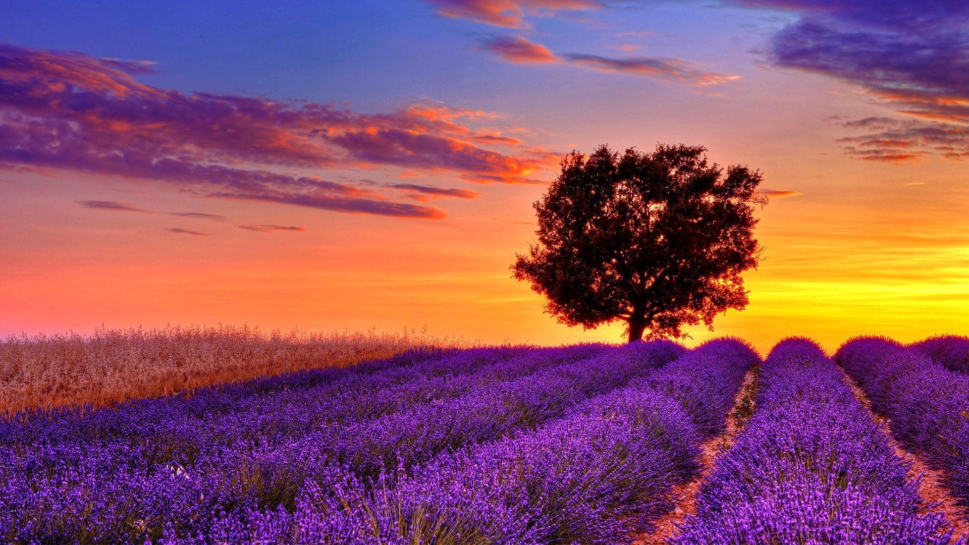 Wallpaper lavender field sky mountain Provence France Europe 4k  Nature 16530