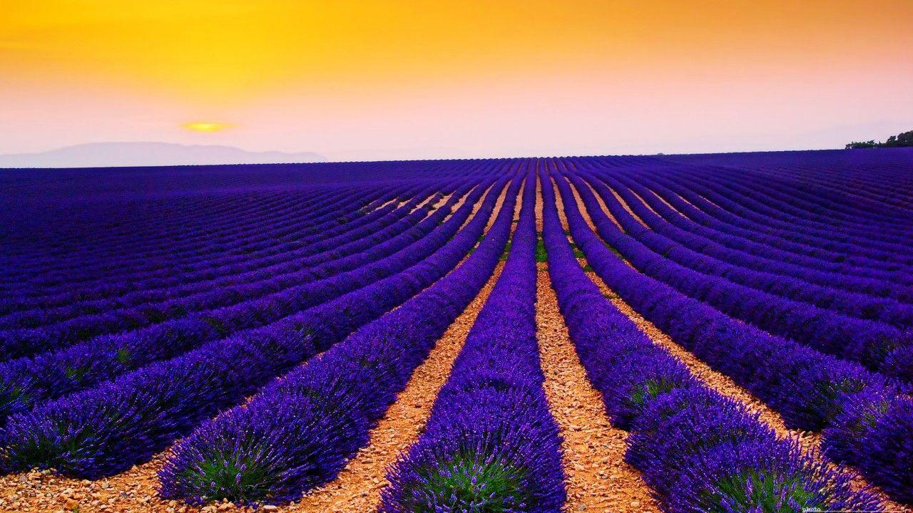 1280x720 Wallpaper Lavender Fields, Sunset, Landscape, Valensole