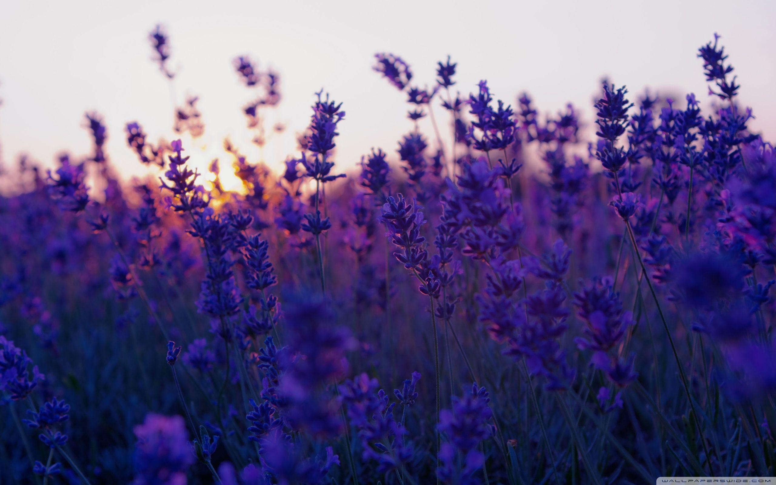 2560x1600 Lavender Field And Sunset ❤ 4K HD Desktop Wallpaper for 4K
