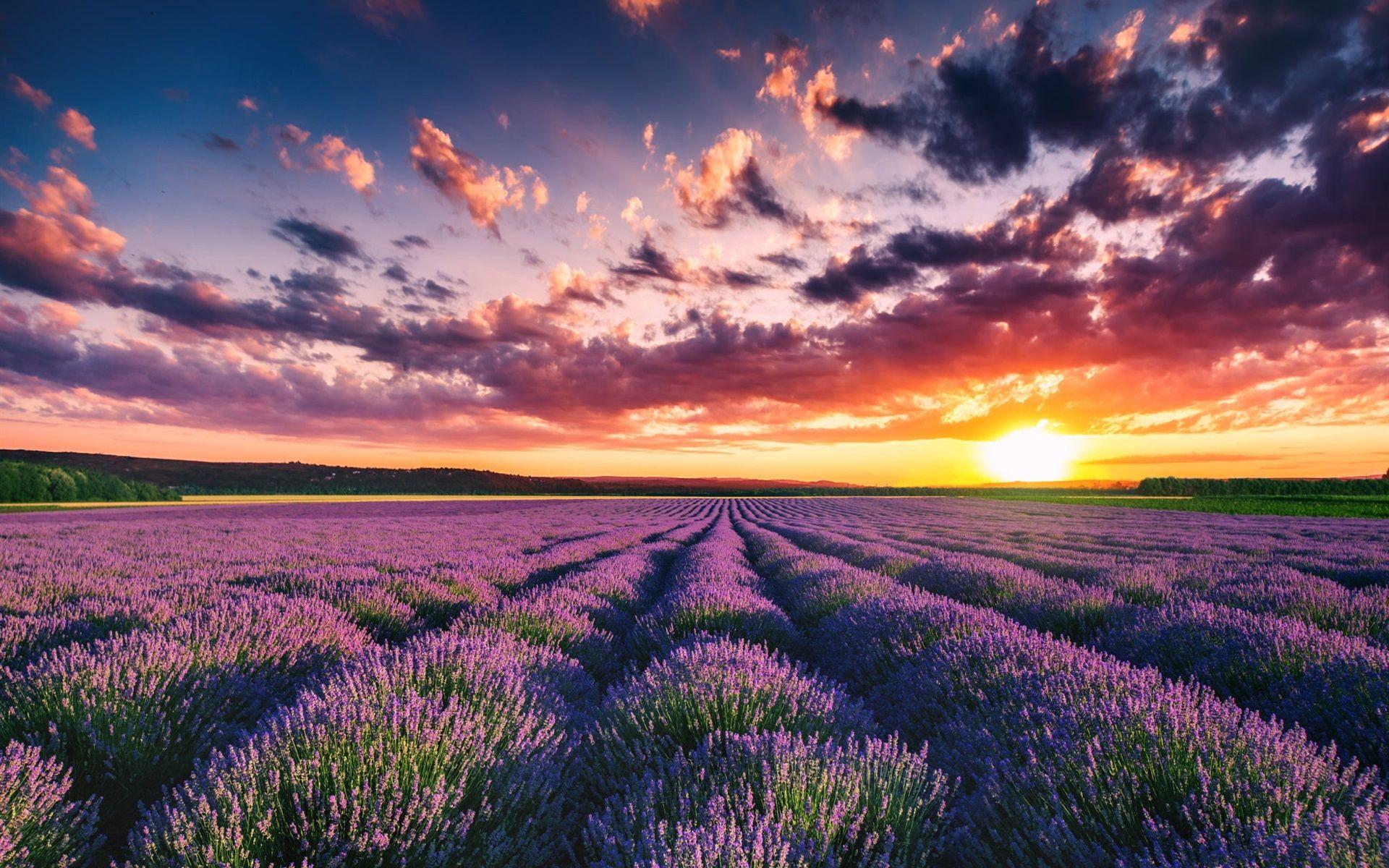 Lavender Field Sunset Wallpapers - Top Free Lavender Field Sunset ...