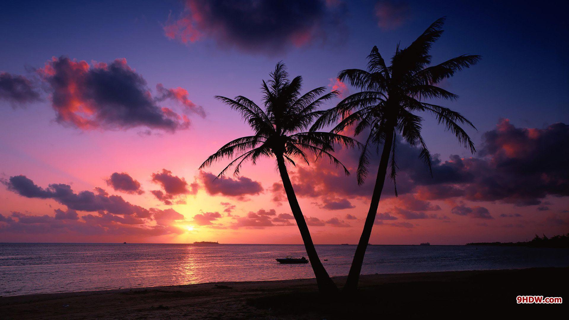 1920x1080 Palm Tree Sunset hình nền