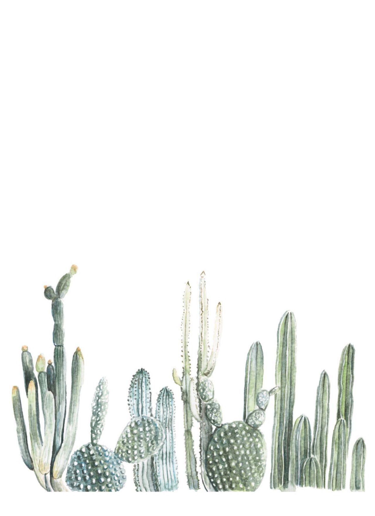 Aesthetic Cactus Wallpapers - Top Free Aesthetic Cactus Backgrounds