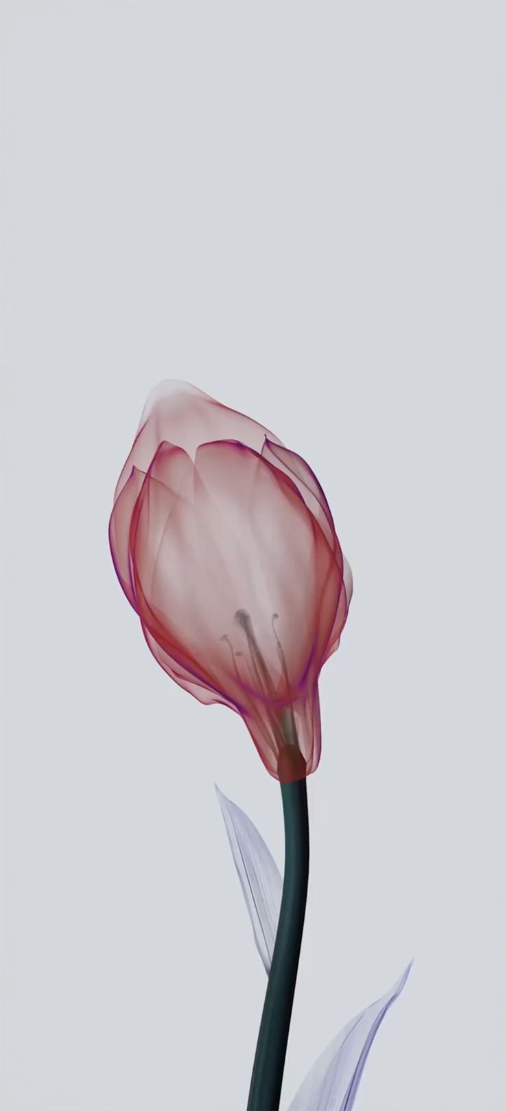 736x1619 OriginOS Wallpaper. Flower phone