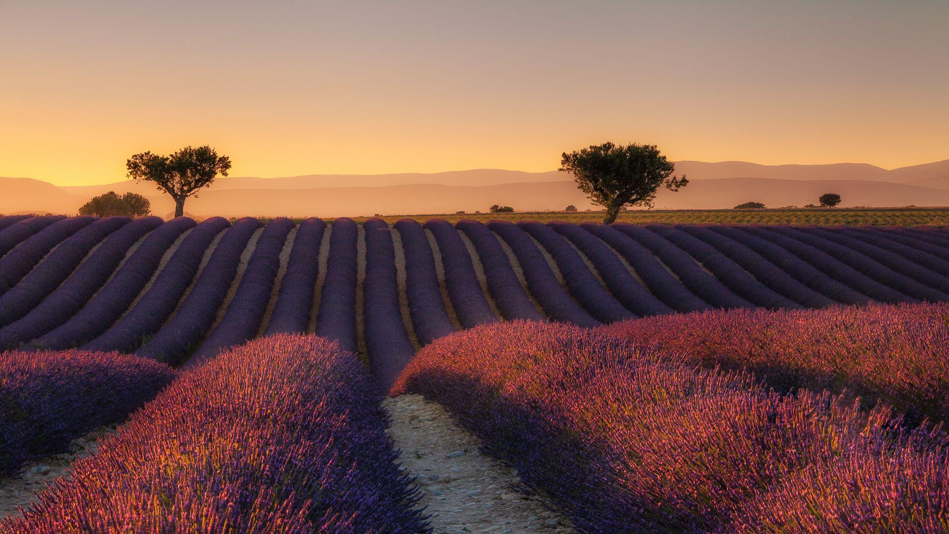 Lavender Field Sunset Wallpapers - Top Free Lavender Field Sunset