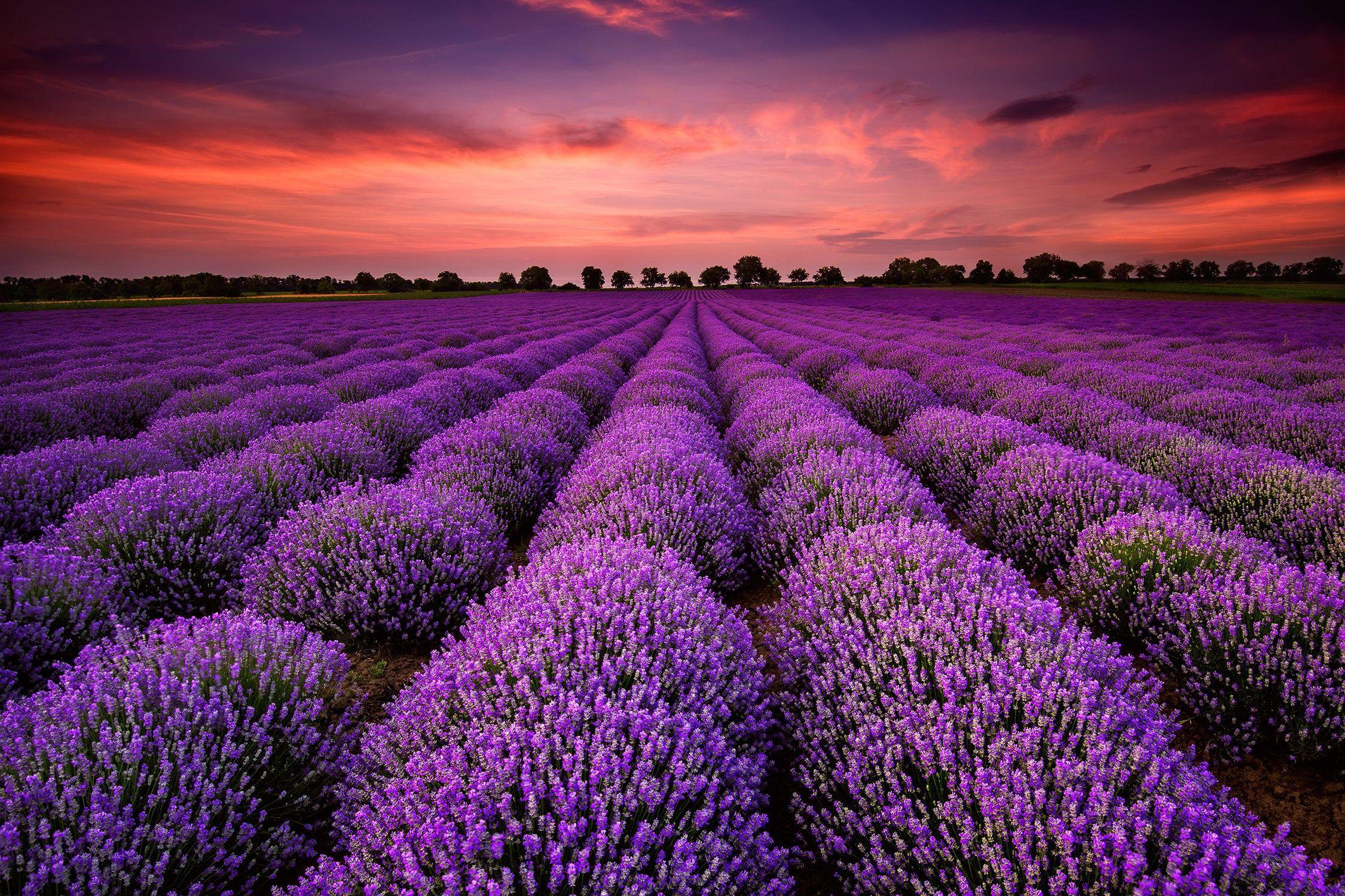 Lavender Field Sunset Wallpapers - Top Free Lavender Field Sunset