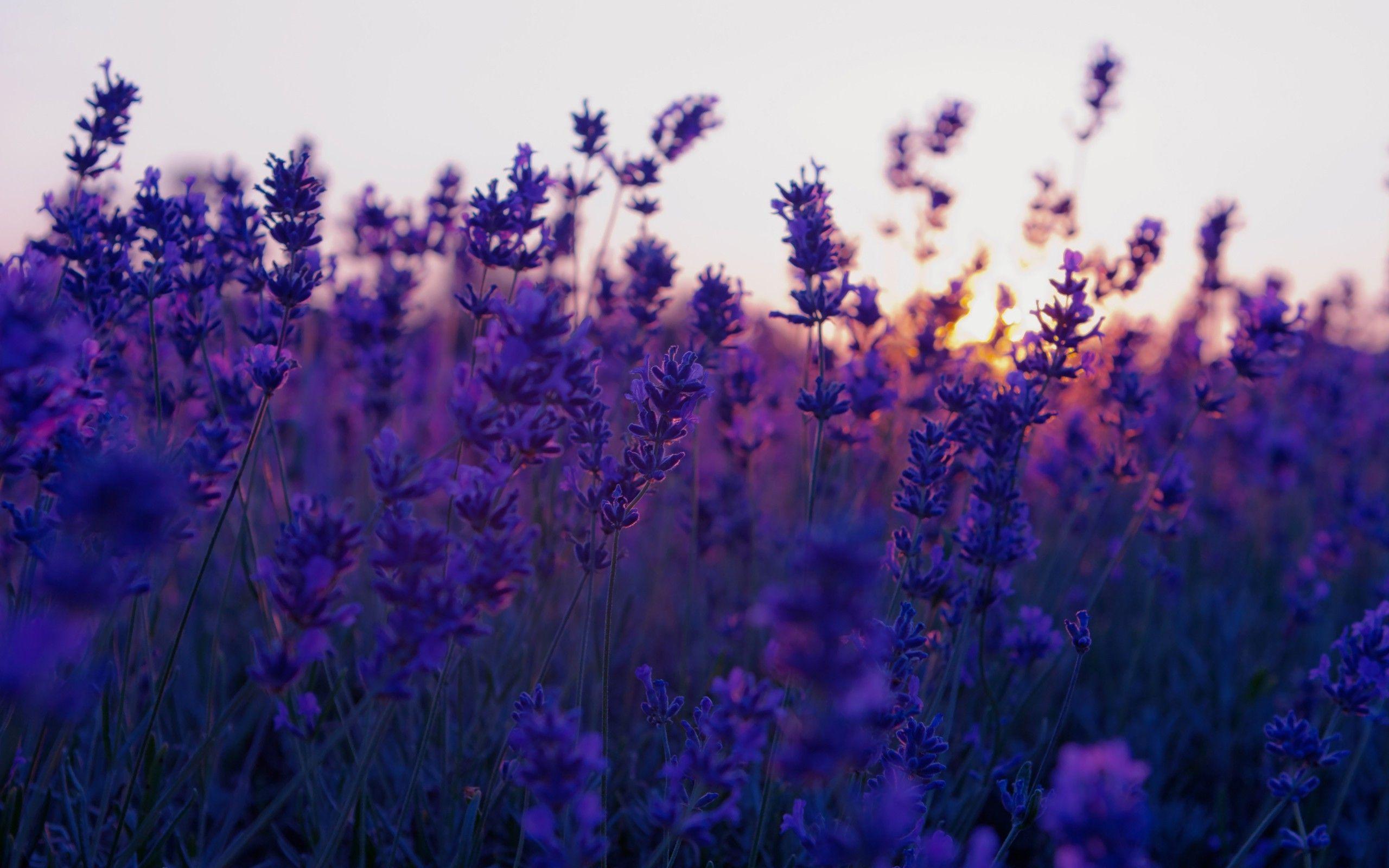 2560x1600 Lavender Field At Sunset Wallpaper free desktop background and