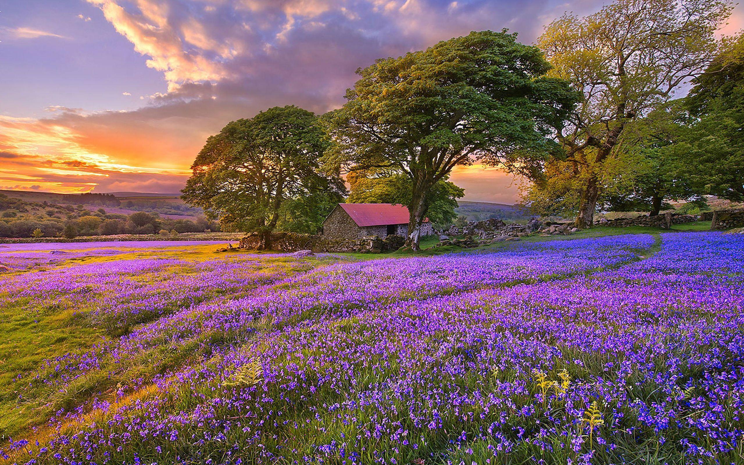 2560x1600 Flower Field At Sunset wallpaper Collection