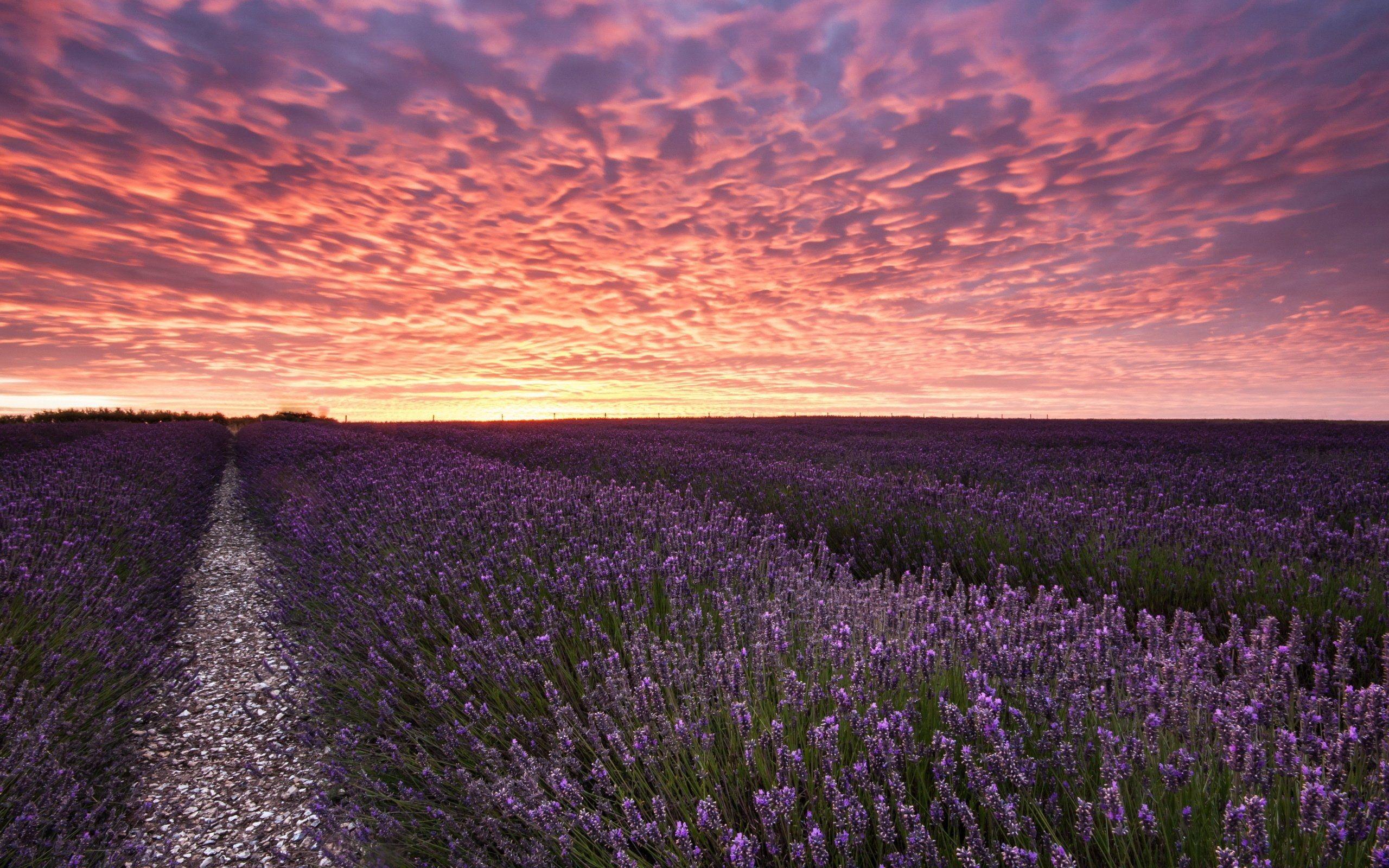 Lavender Field Sunset Wallpapers Top Free Lavender Field Sunset