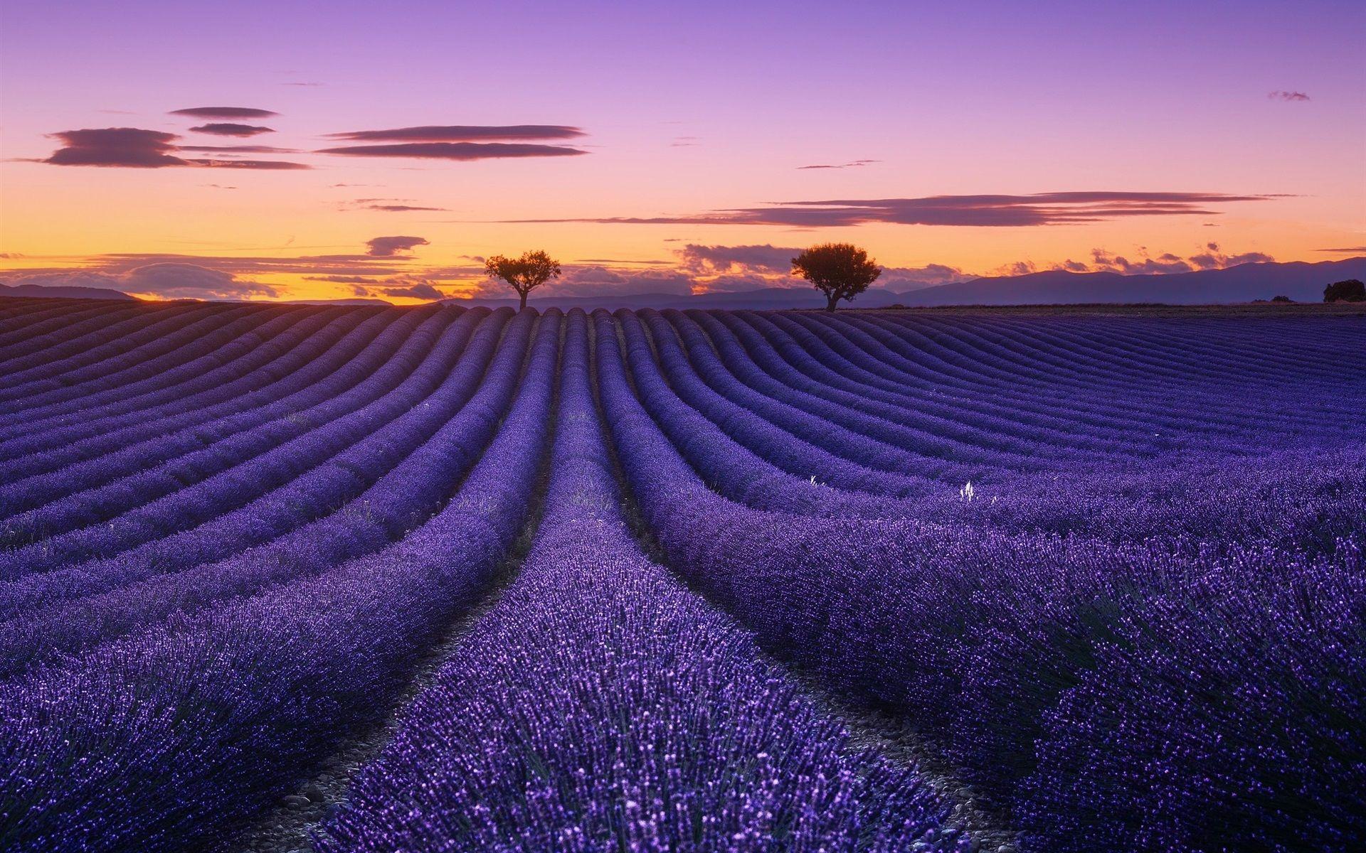 1920x1200 Wallpaper Lavender field, flowers, trees, sunset 1920x1200