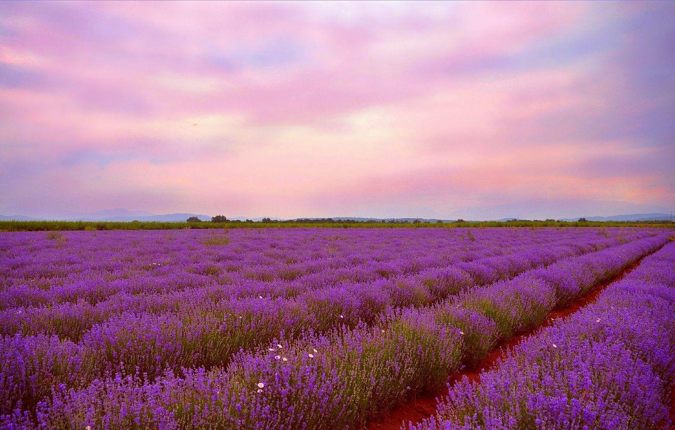 Lavender Field Sunset Wallpapers - Top Free Lavender Field Sunset ...