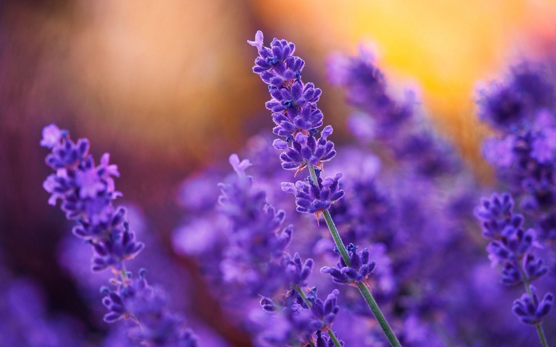 1920x1200 Download wallpaper lavender, field flowers, spring, sunset