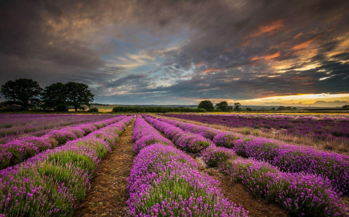 1124x700 United Kingdom England hdr field flowers lavender purple sunset clouds sky wallpaperx1275