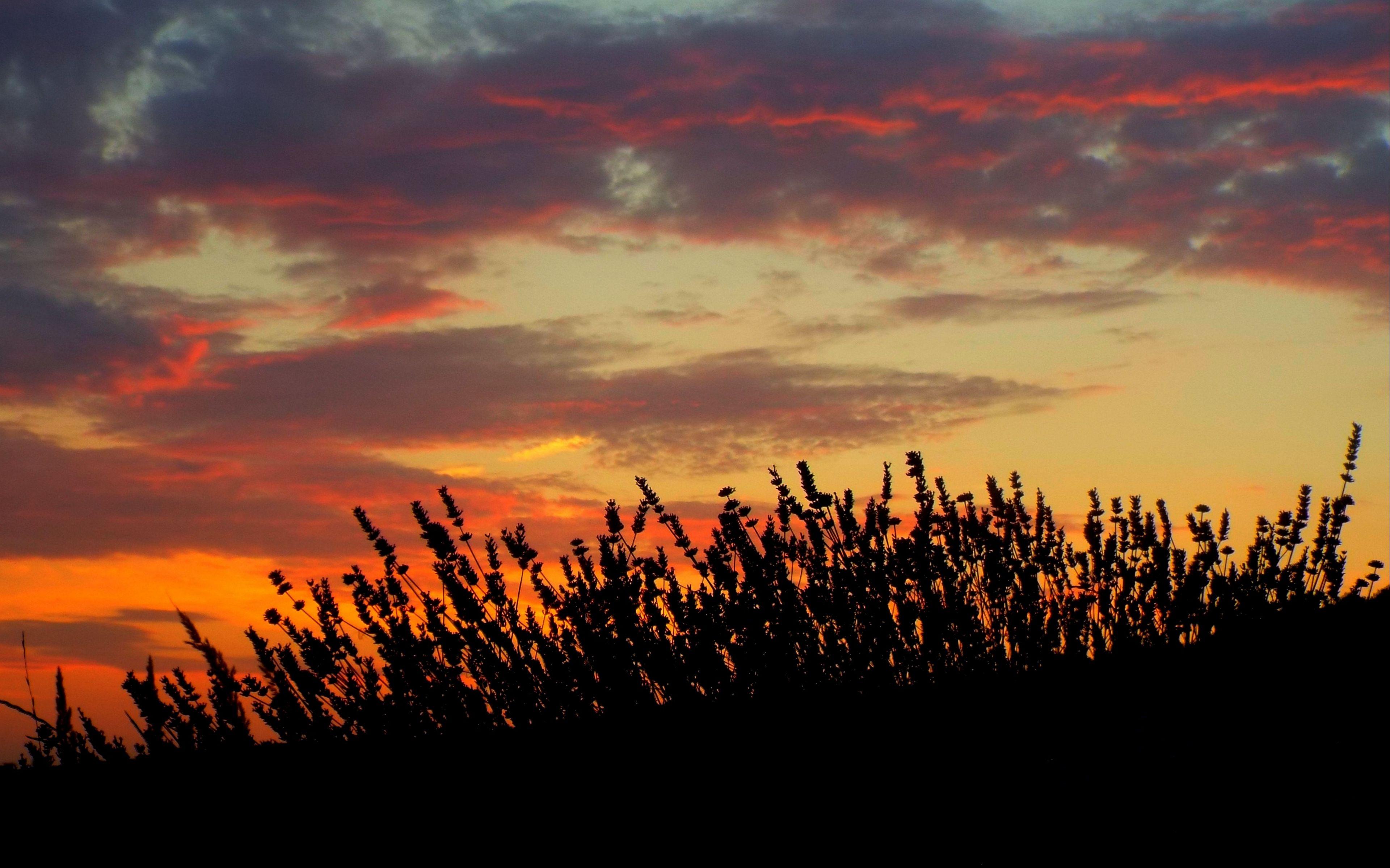 3840x2400 Download wallpaper 3840x2400 sunset, lavender, field 4k