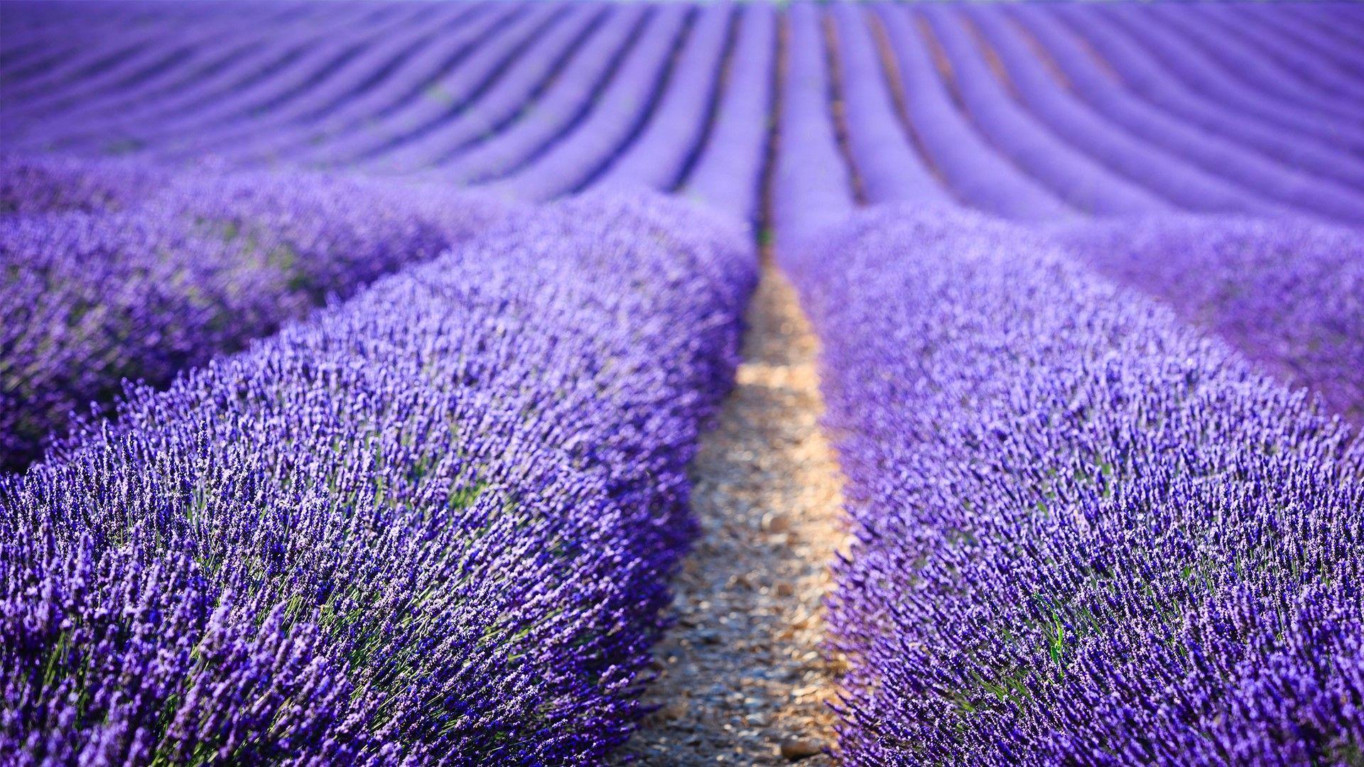 1920x1080 Lavender Field At Sunset, Provence Alpes Côte D'Azur, France