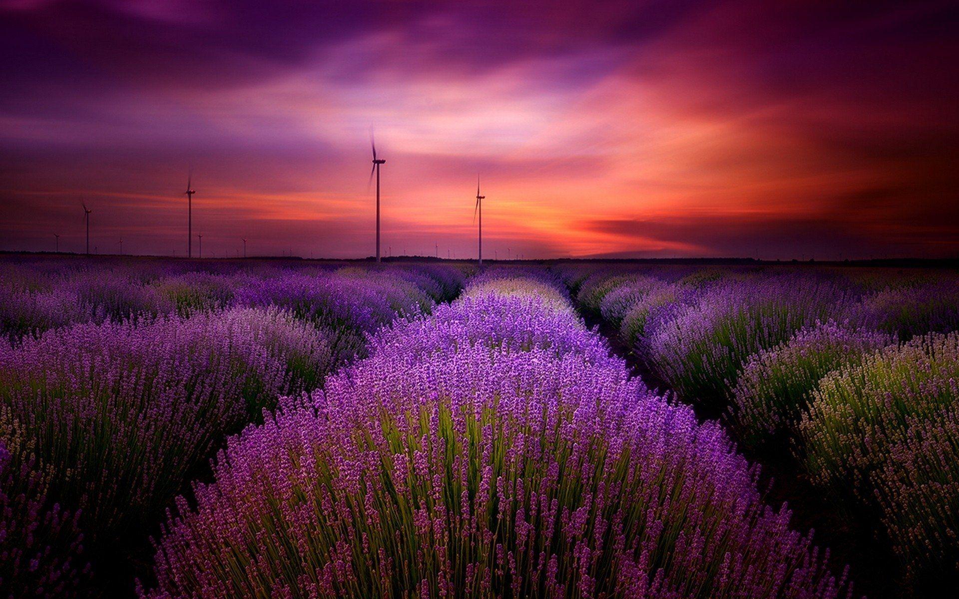 Lavender Field Sunset Wallpapers Top Free Lavender Field Sunset Backgrounds Wallpaperaccess