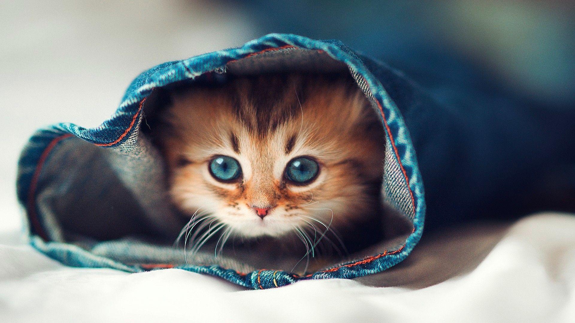 Cute Cat HD Wallpapers - Top Những Hình Ảnh Đẹp