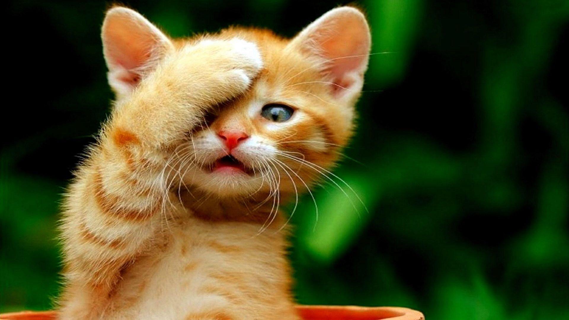 Cute Cat HD Wallpapers - Top Free Cute Cat HD Backgrounds - WallpaperAccess
