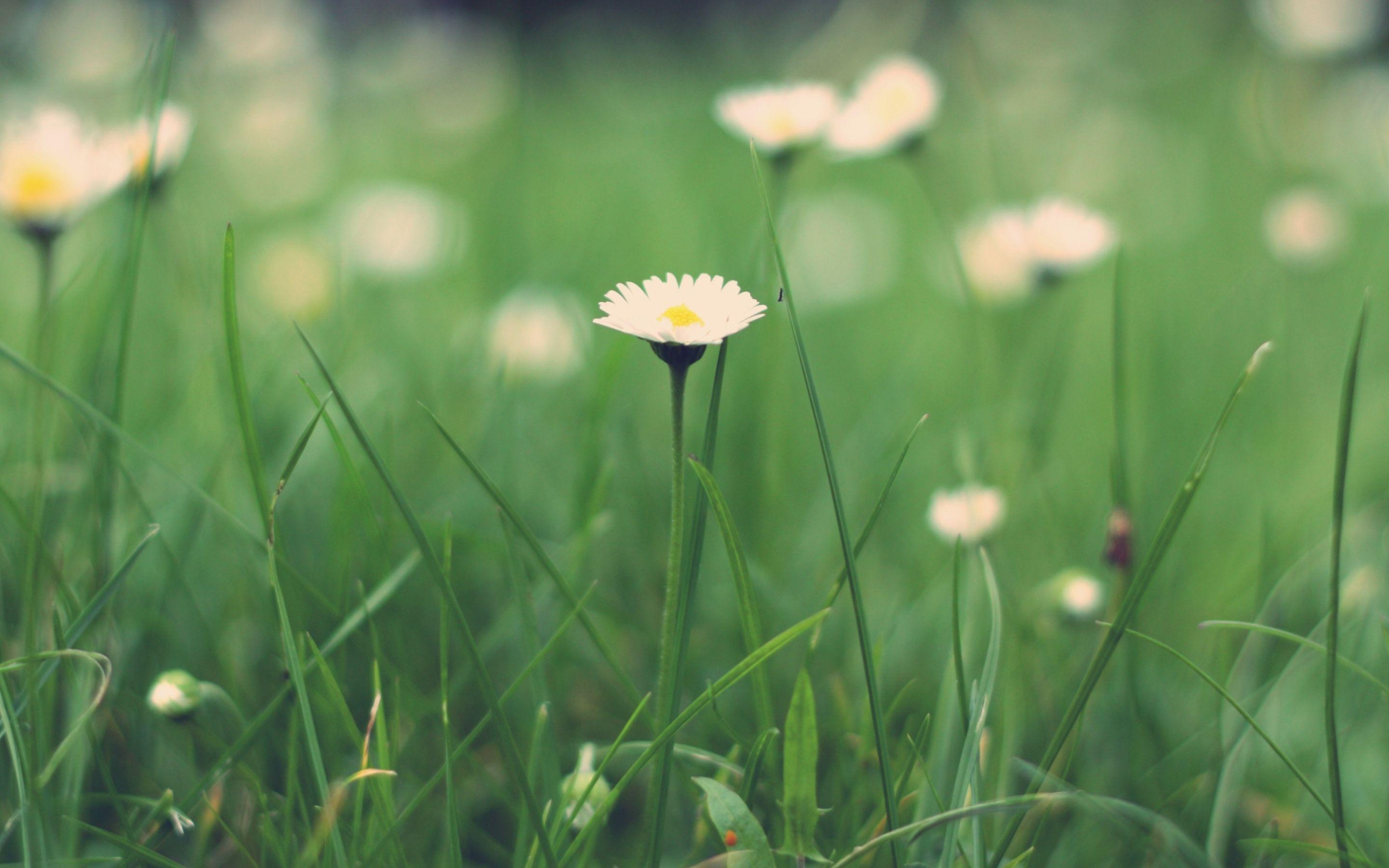 2880x1800 MA 65. Wild Grass At Summer Sunset Vintage Colors