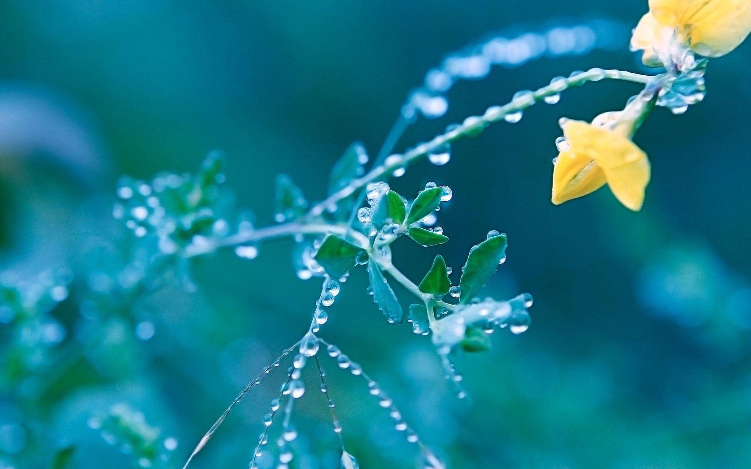 2560x1600 Spring Flowers Wallpaper For Computer HD Wallpaper Cool