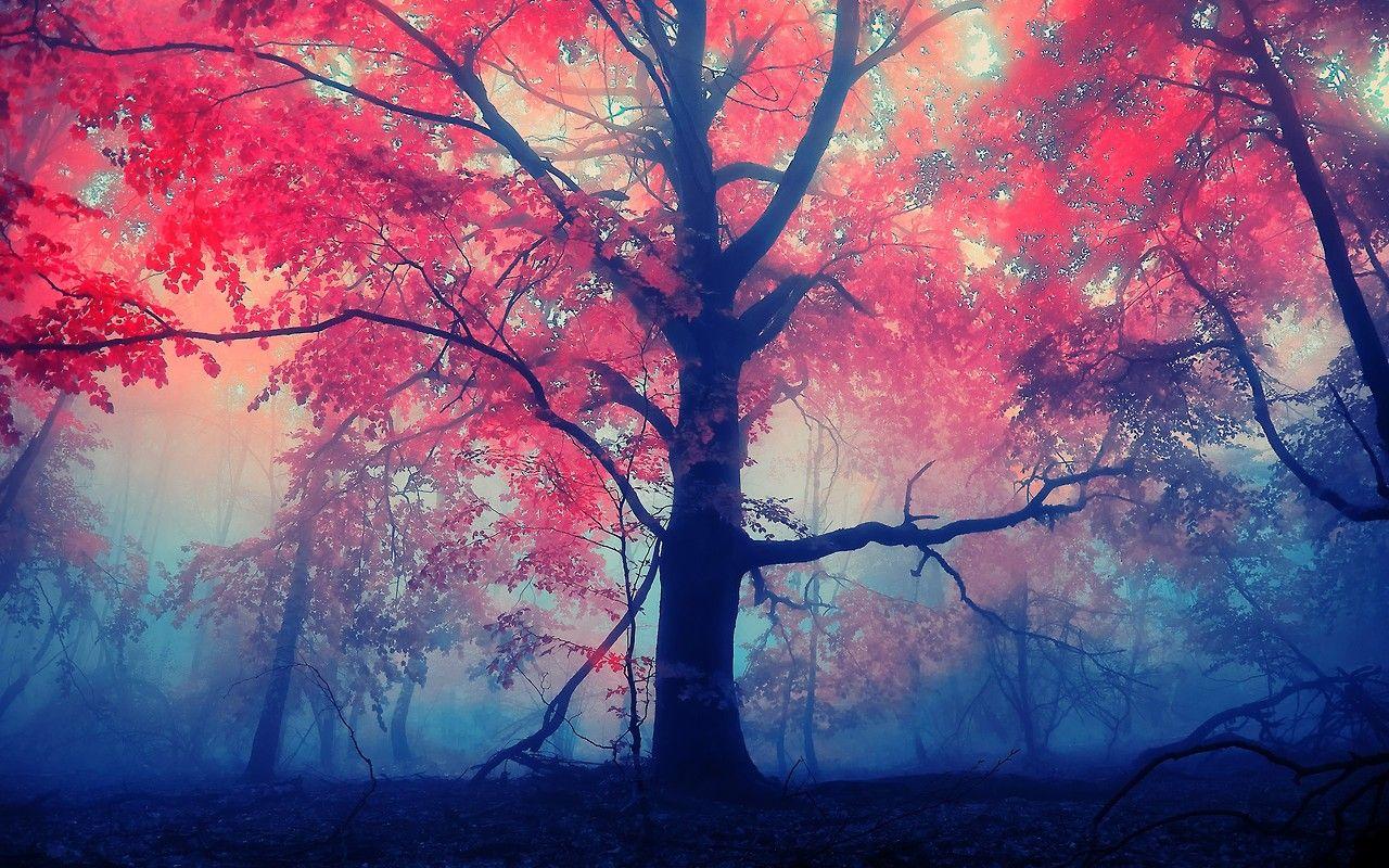 1280x800 Pretty wallpaper tumblr