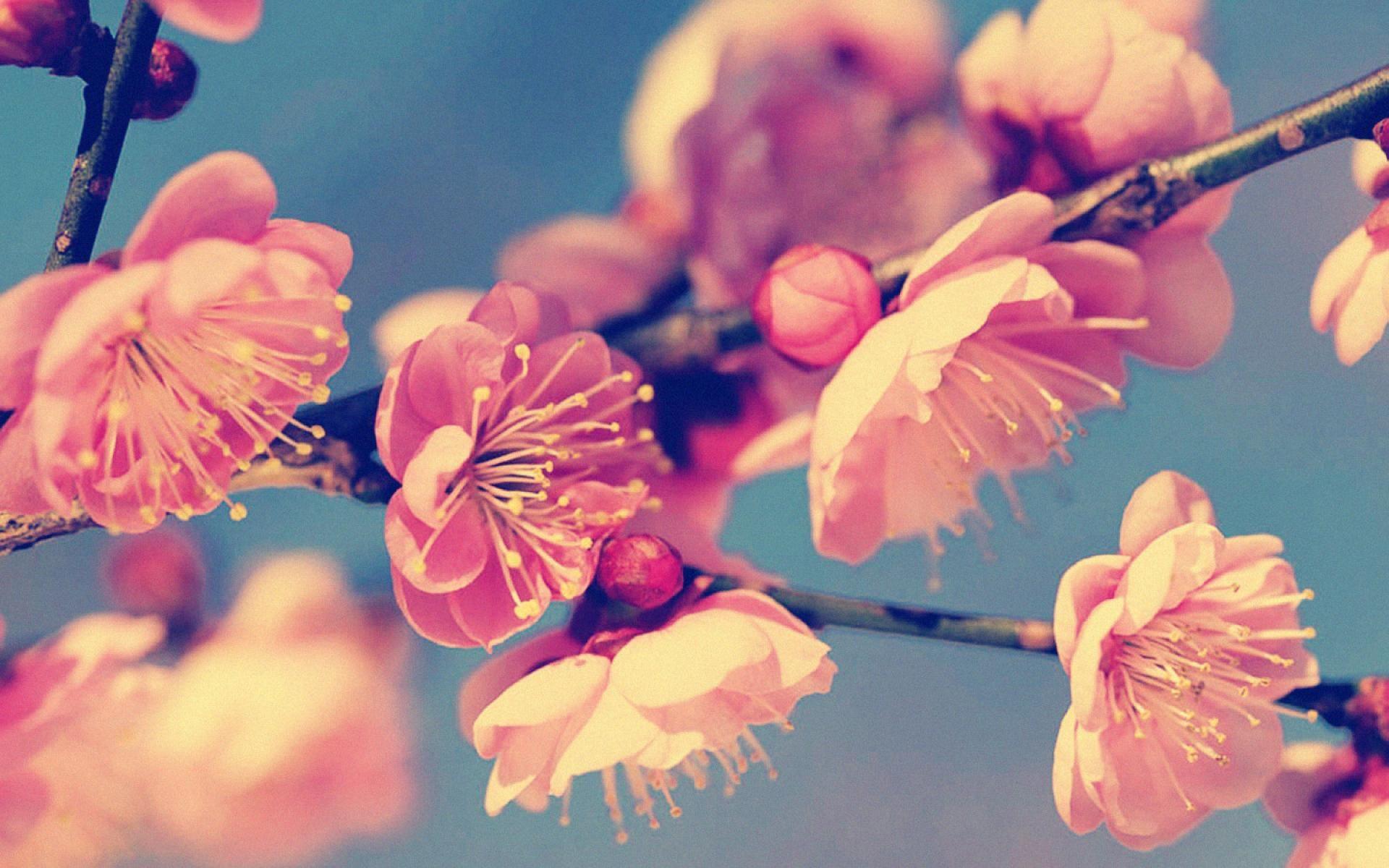 1920x1200 Vintage Flowers Wallpaper