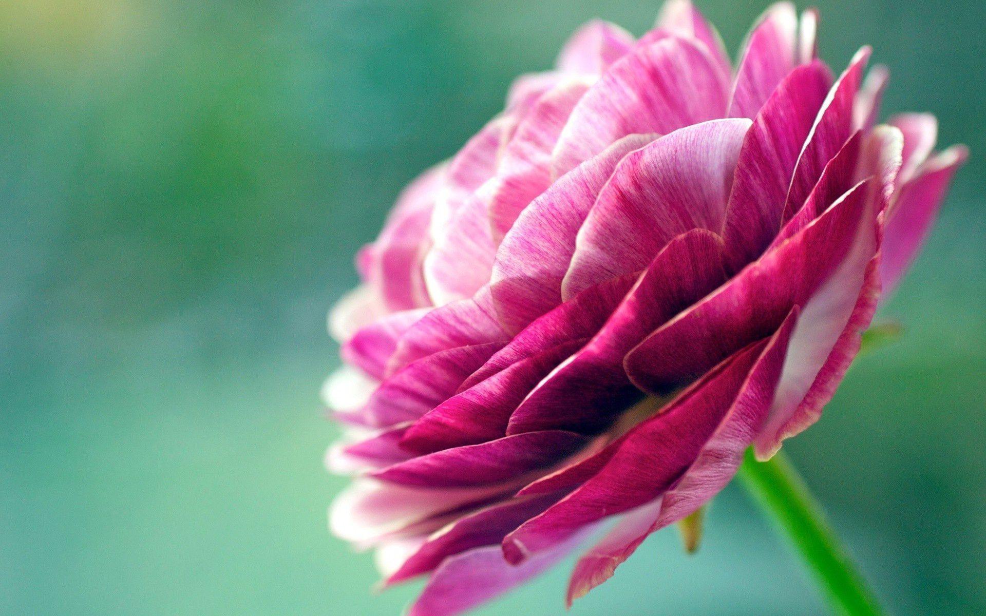 1920x1200 Pretty Flower Wallpaper
