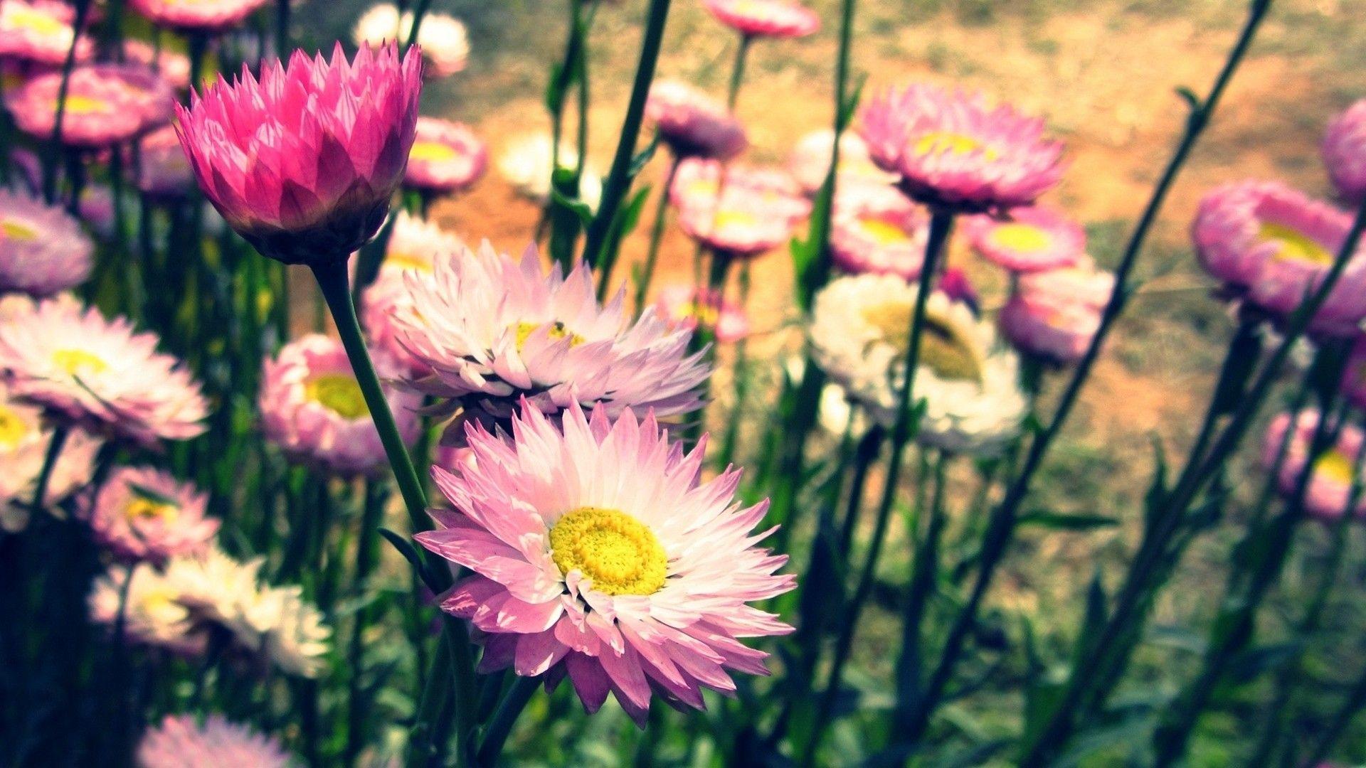 1920x1080 Purple Tulips Flowers Photo wallpaperx1200