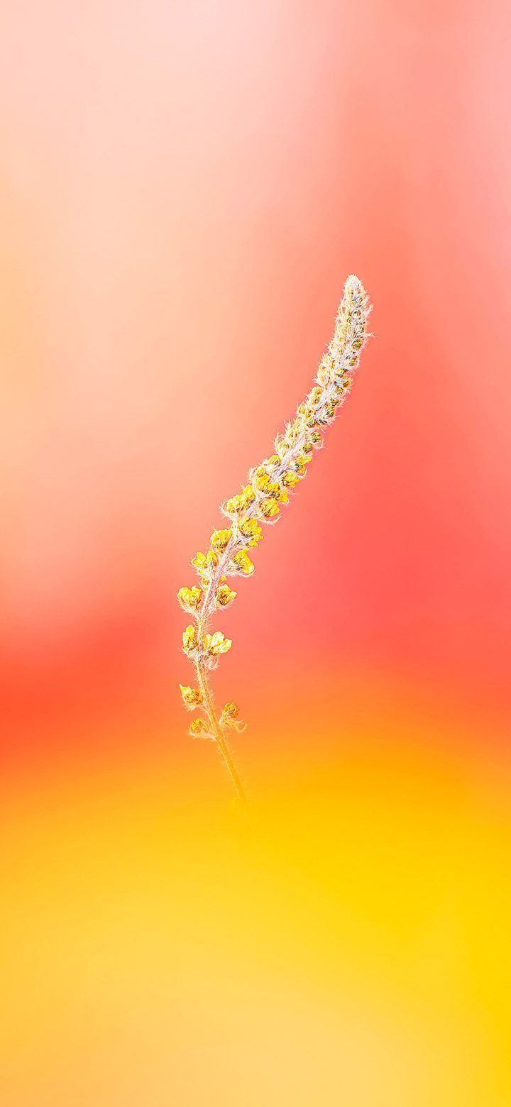 720x1560 Simple Plant In An Orange Field 4K Phone Wallpaper