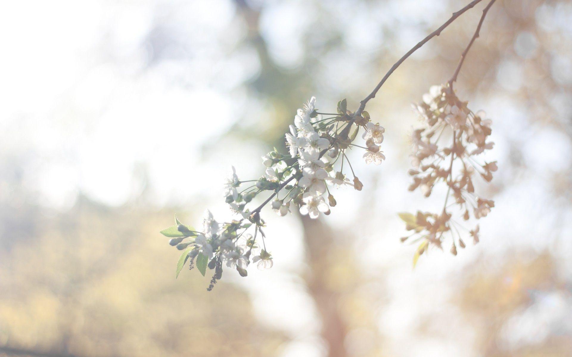 1920x1200 Spring Flowers Vintage Wallpaper
