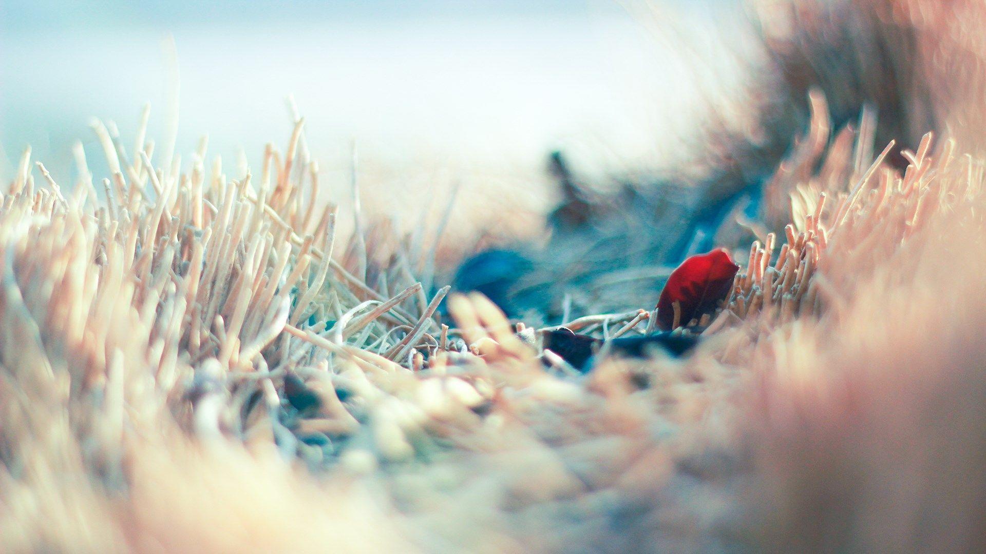 1920x1080 Grass Leaf Autumn Nature
