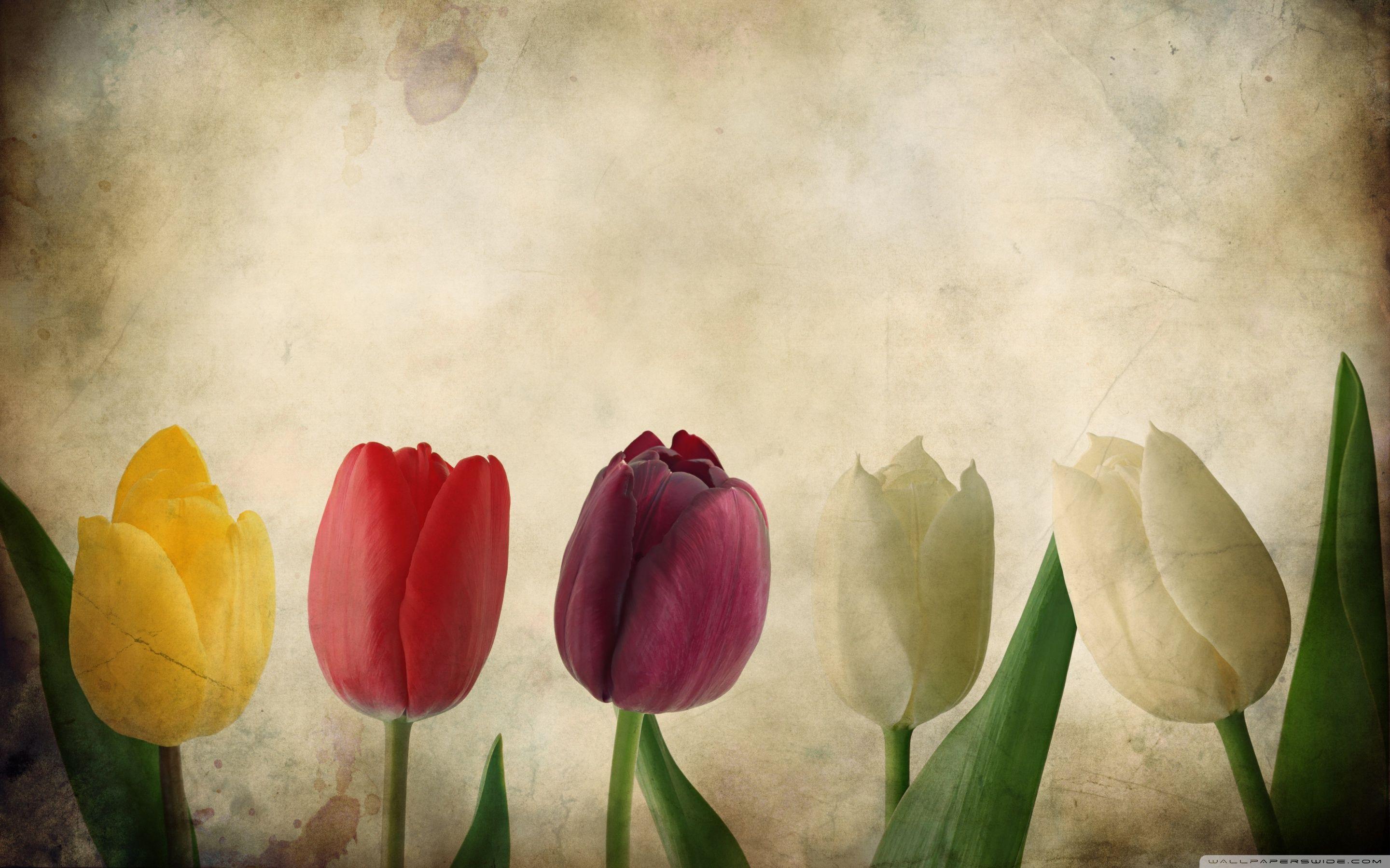 2880x1800 Vintage desktop wallpaper flowers Gallery