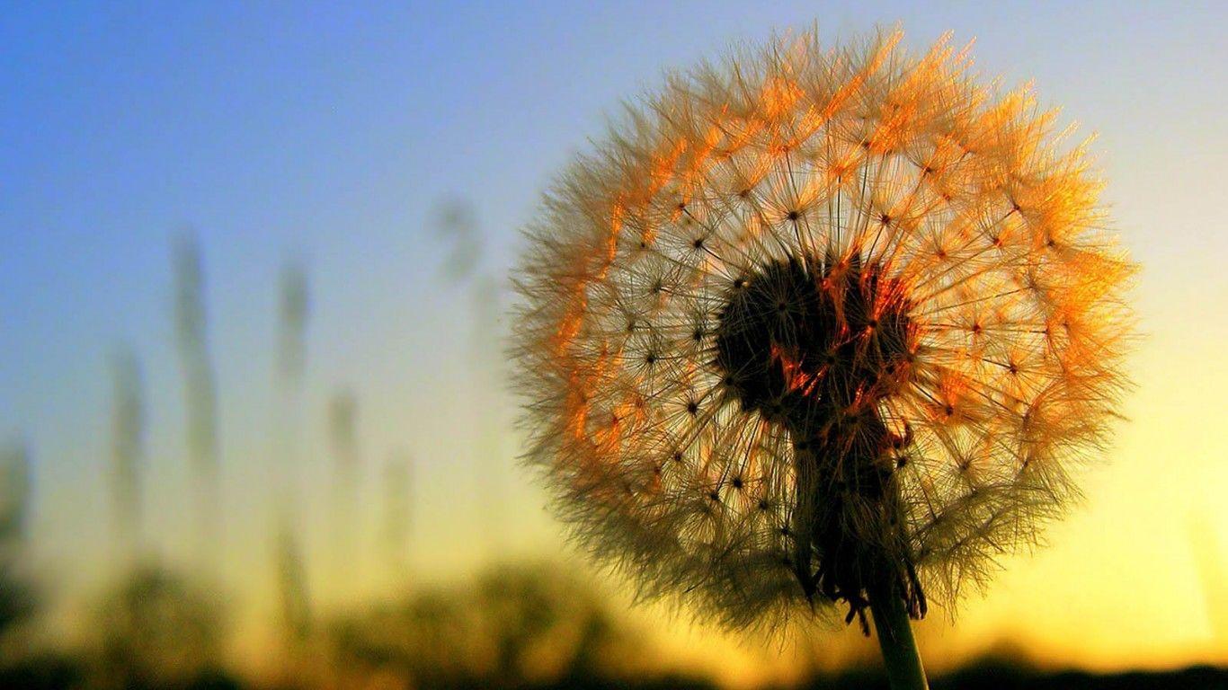1366x768 Dandelion Flower Desktop Wallpaper .bwallpapertyle.